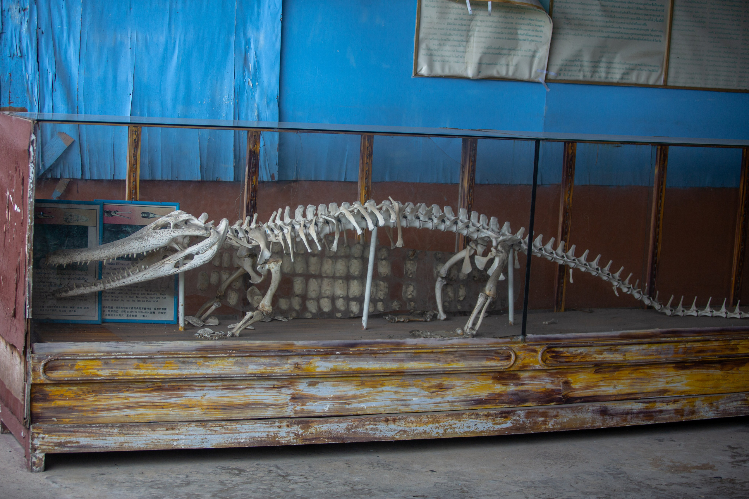 Samut Prakan Crocodile Farm & Zoo. Photographer Sonkina Tatiana (Tanya Ash)