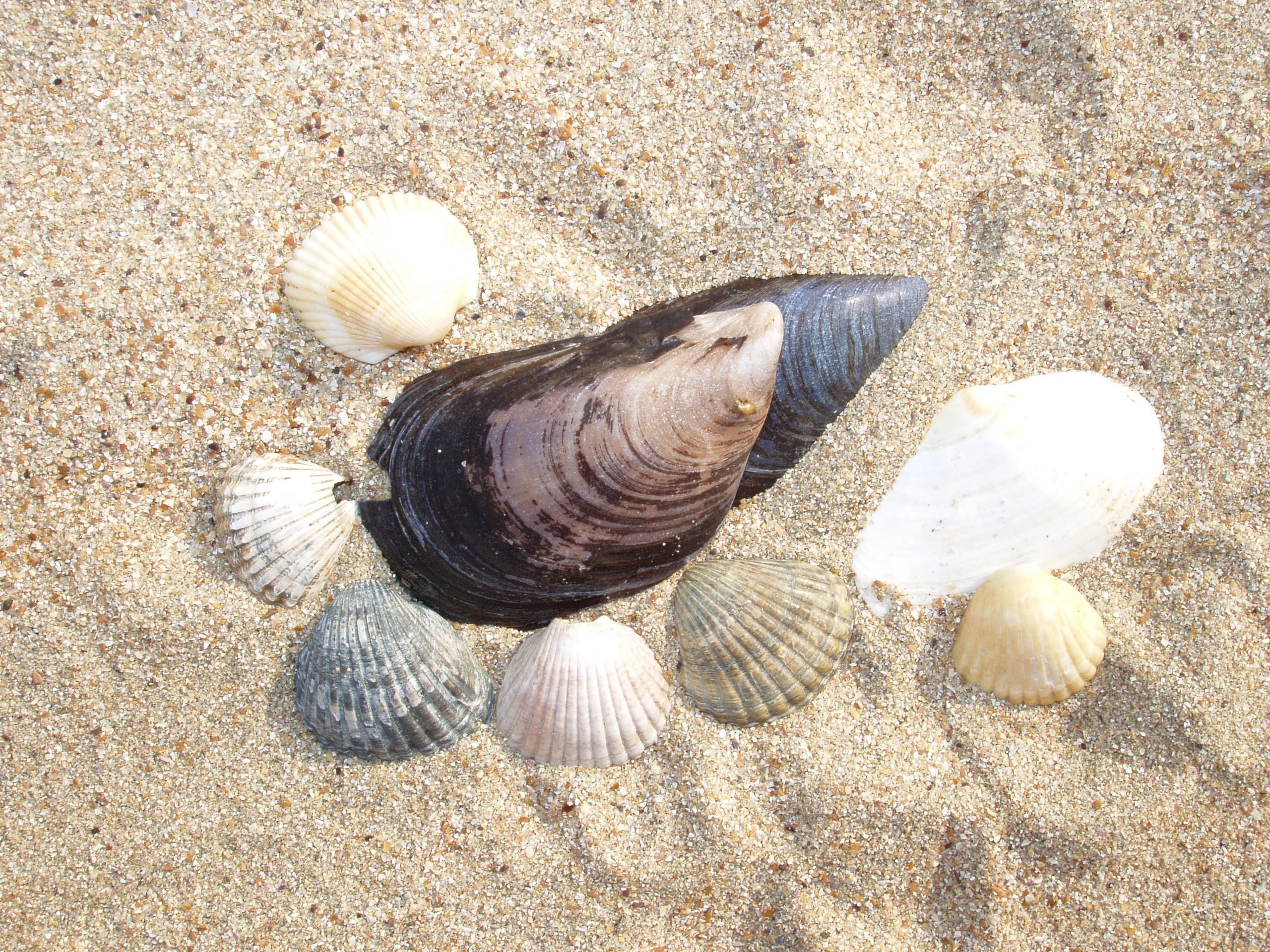 Отпуск 13.07-24.08. Семейный, Свадебный фотограф СПБ Питер— Романова Екатерина