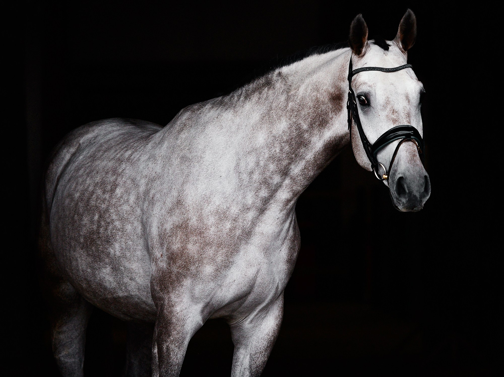 Черный фон. Конный фотограф Alesya Safe