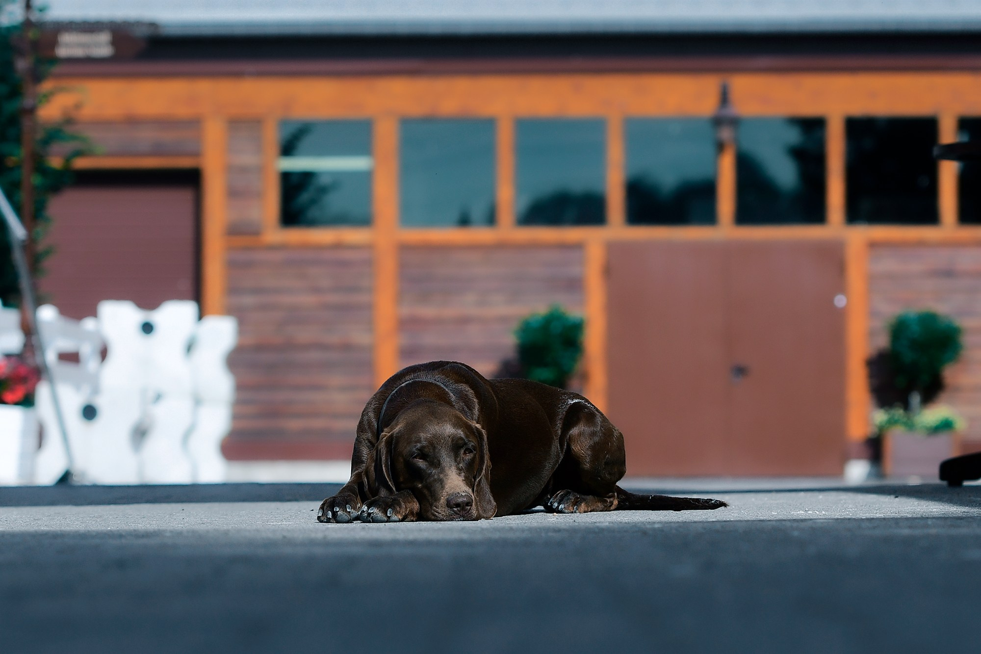 Конные клубы. Конный фотограф Alesya Safe