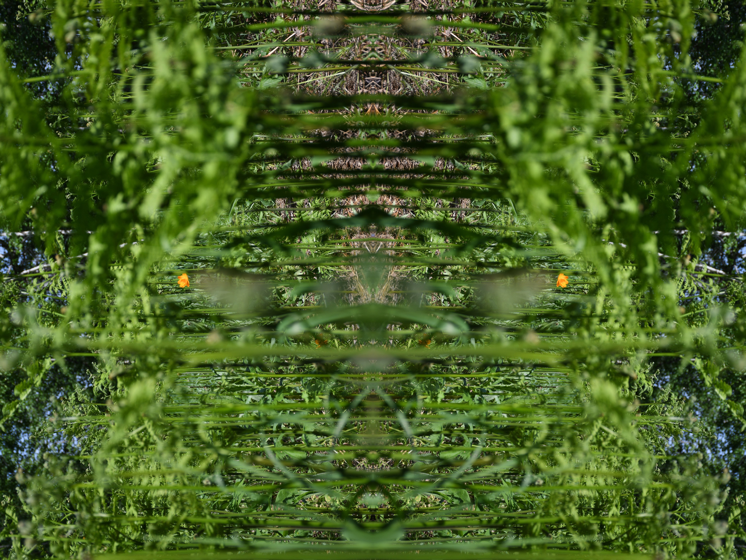 Urban flowers. Арт — фотограф Евгений Наймушин Новокузнецк