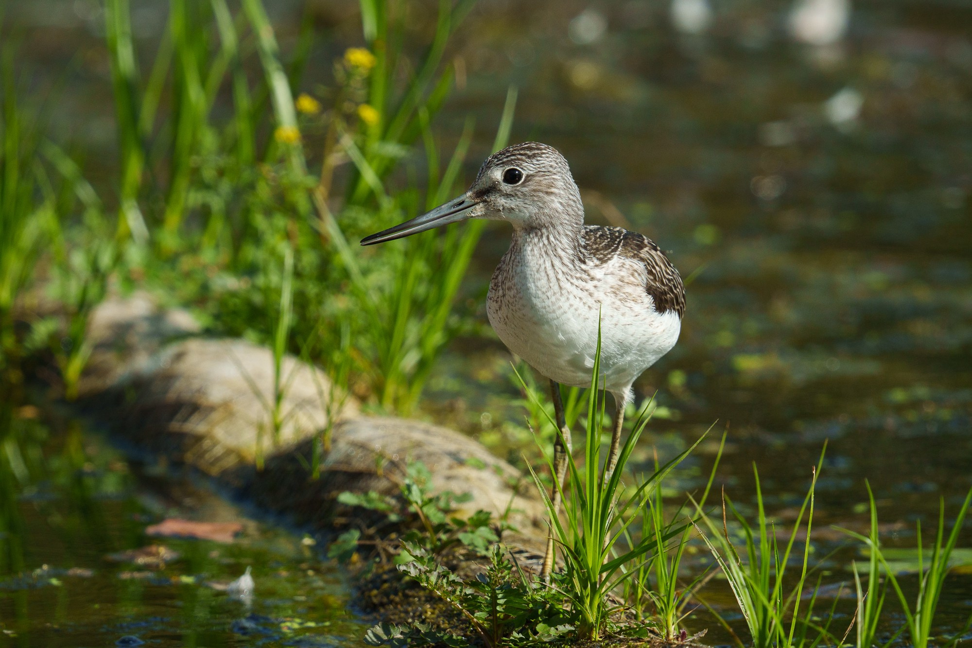 Удивительные мир птиц. Вокруг нас столько прекрасного — присмотритесь!. Ваш личный фотограф Марина Волкова