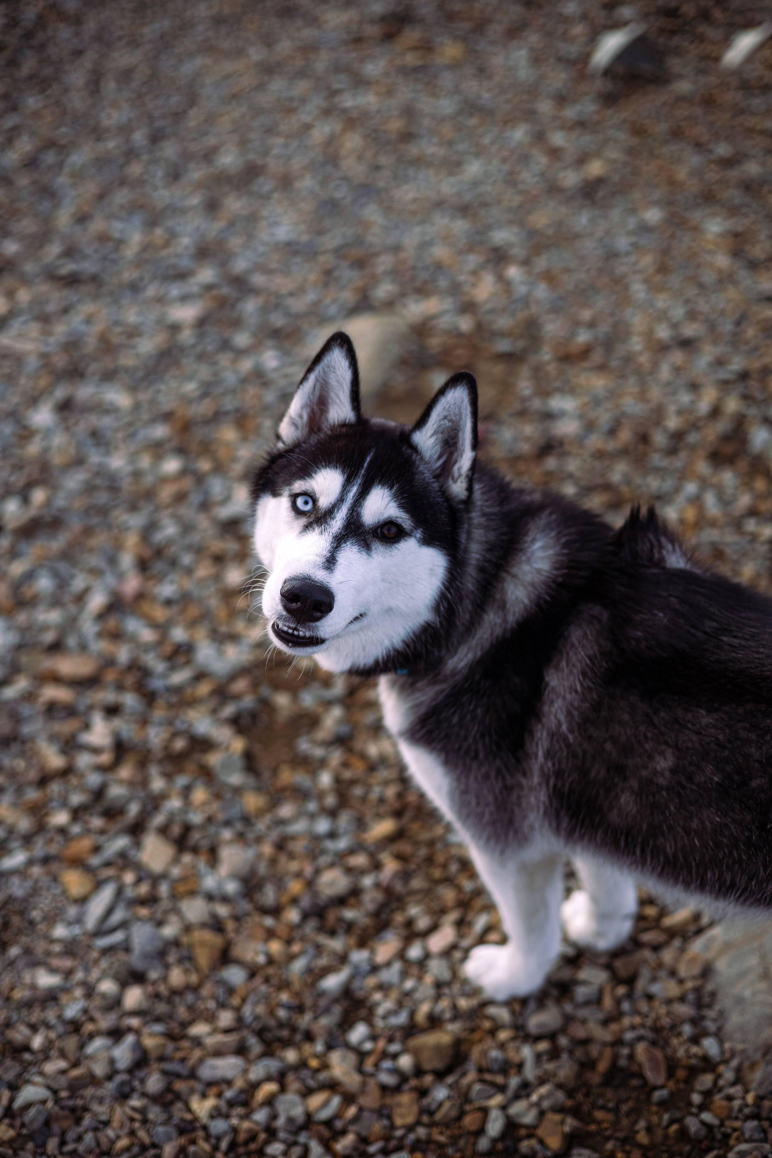 Галина и Хелла. Фотограф — анималист Владивосток, Алина
