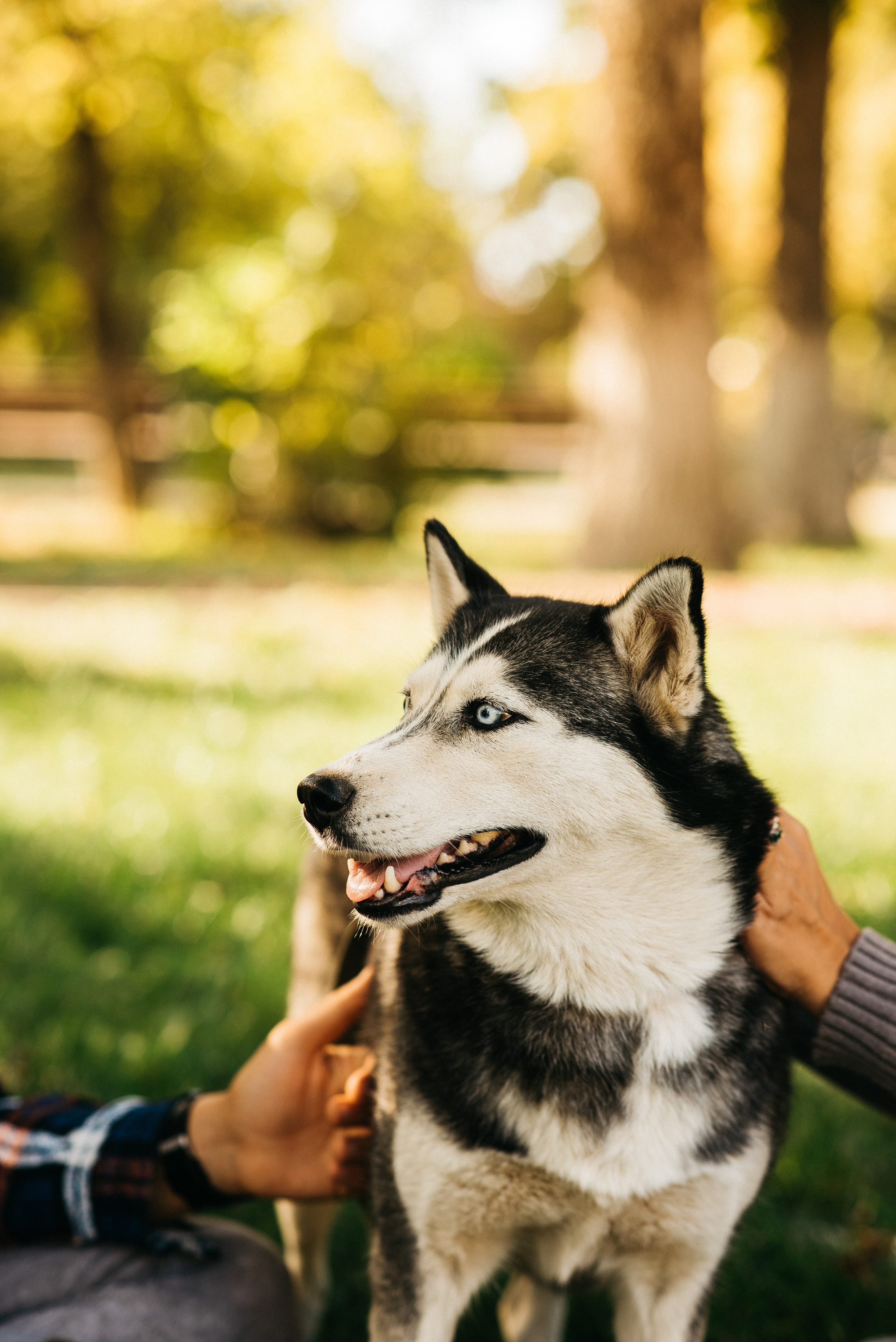 ХВОСТАТЫЕ. Дом обретенный. Детский и семейный фотограф выпускной альбом Приморско-Ахтарск