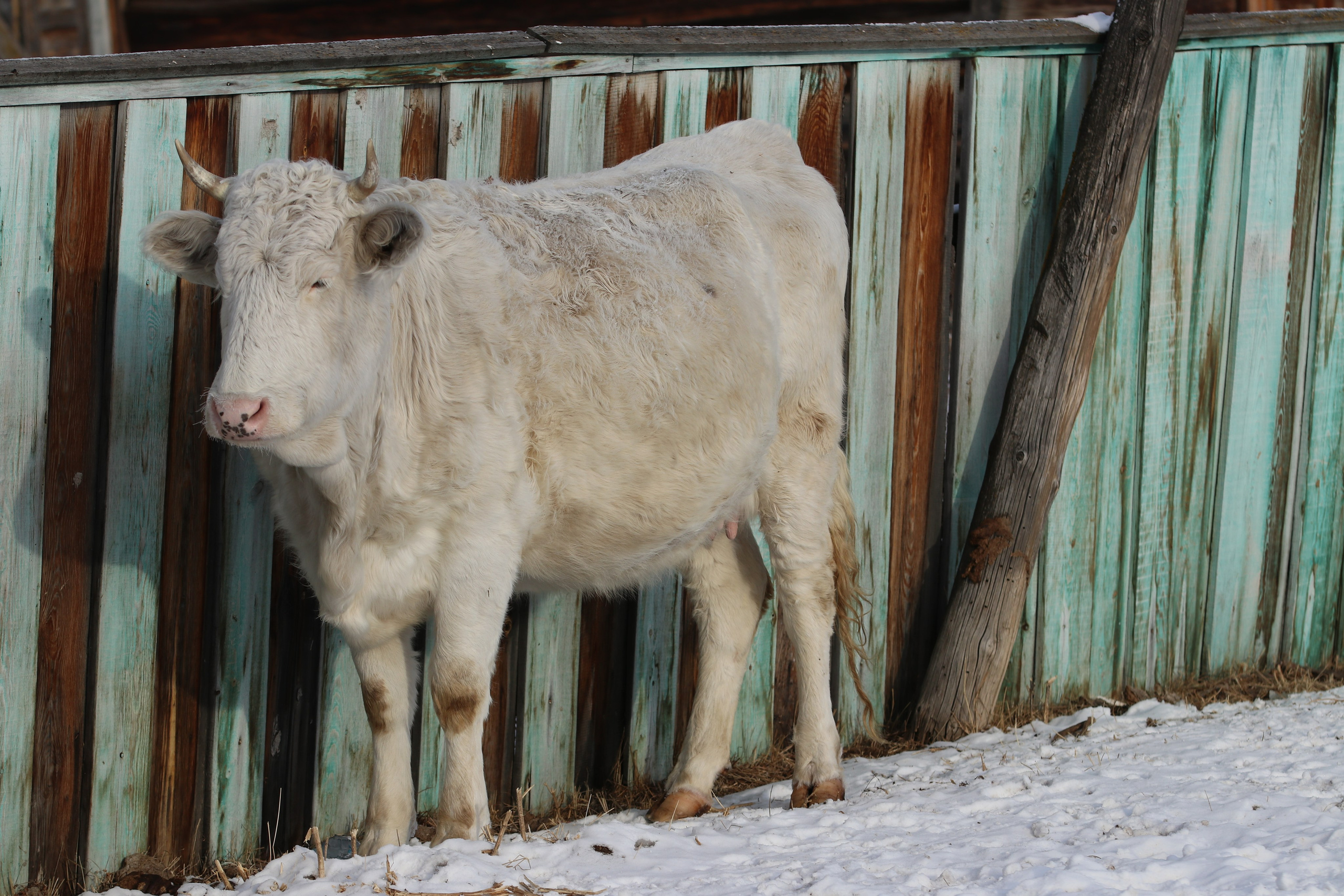 Аршан. Январь 2024. Путешественник-фотограф из Санкт-Петербурга Татьяна Свистулина
