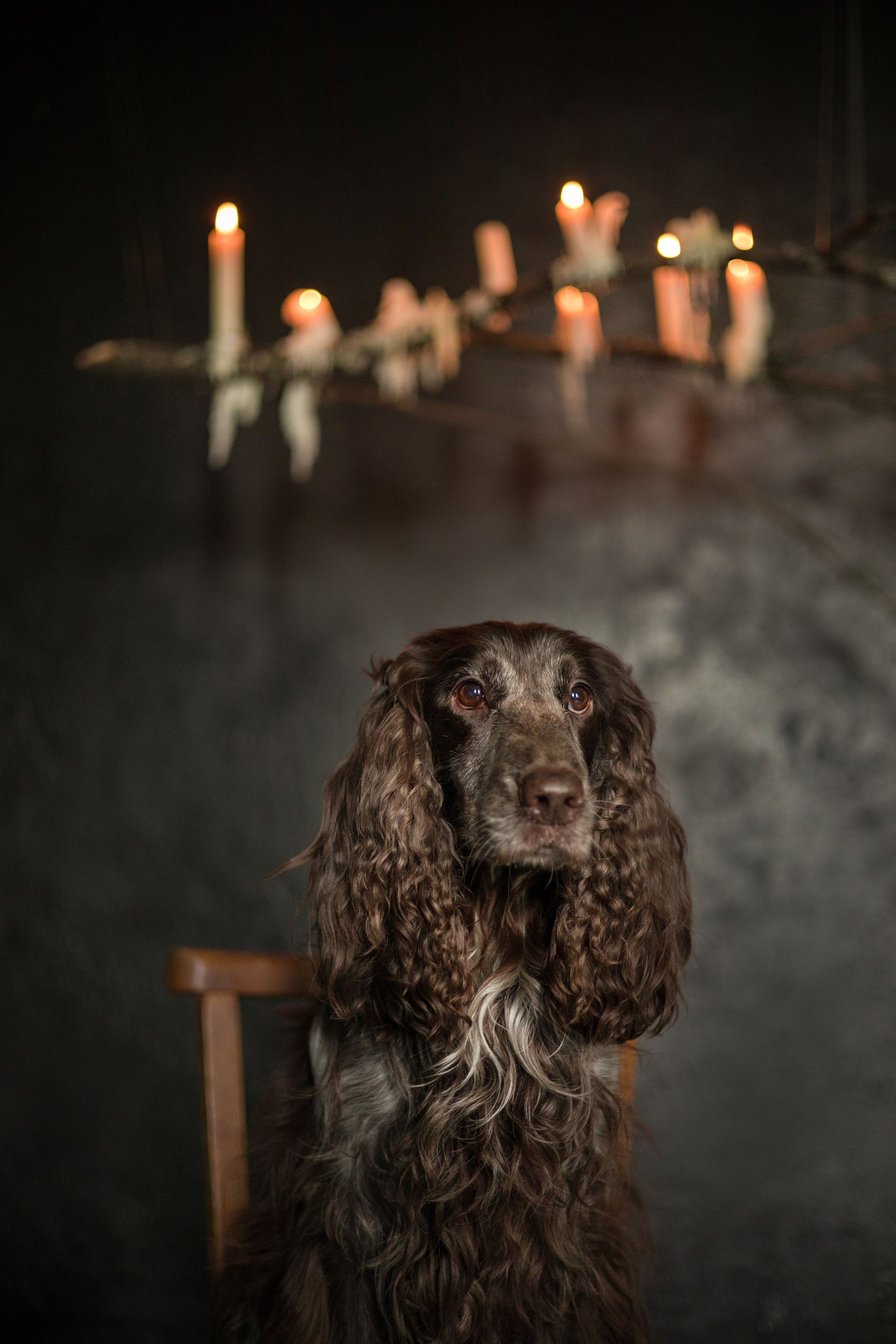 Портфолио. Фотограф-анималист в Екатеринбурге Марина Шишкина