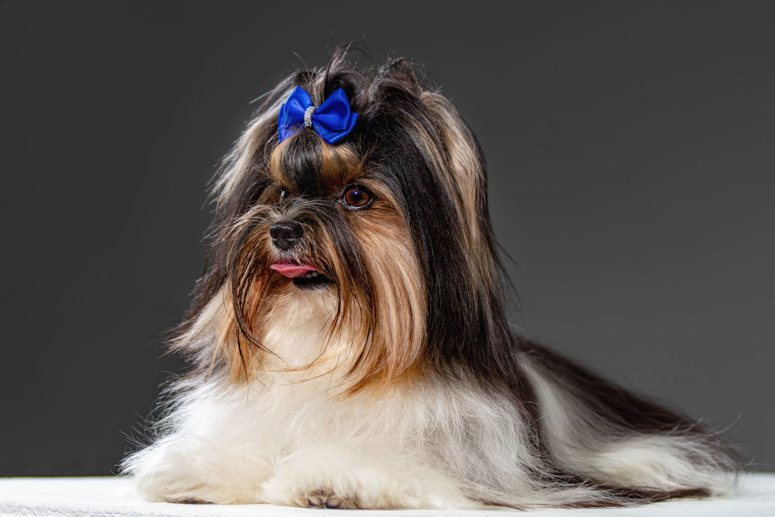 Фотосессия с животными. Фотограф анималист — Тула, Москва