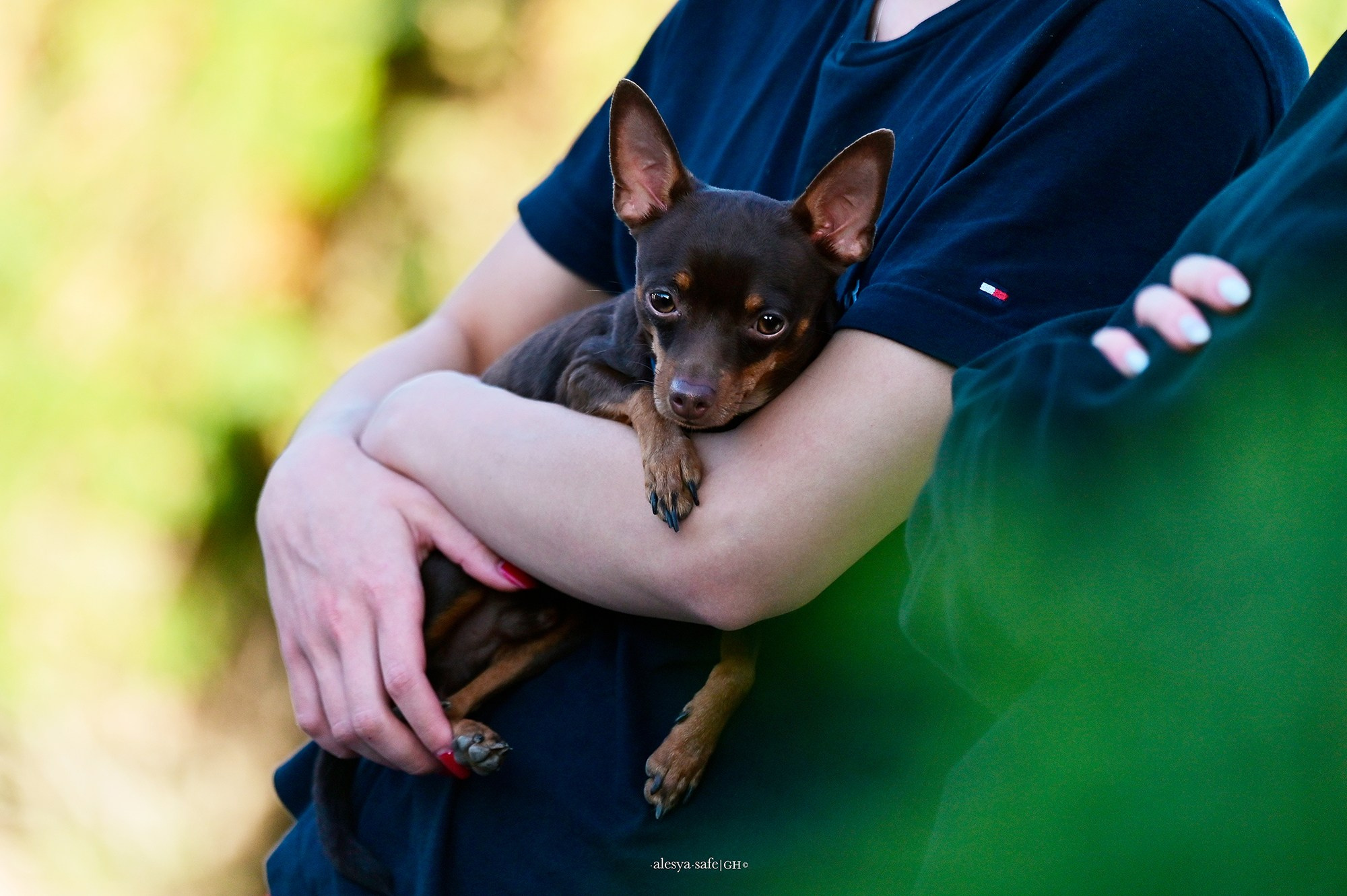 Голден. Конный фотограф Alesya Safe