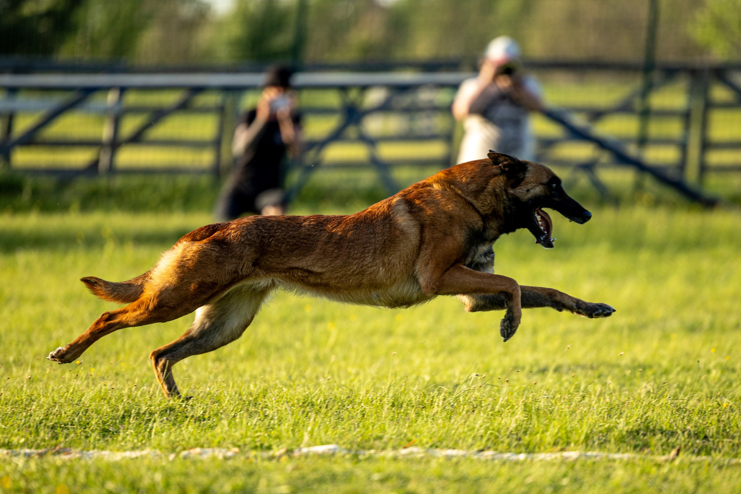 Испытания по мондьорингу в Нижнем Новгороде. Фотограф-анималист Анна Маринич