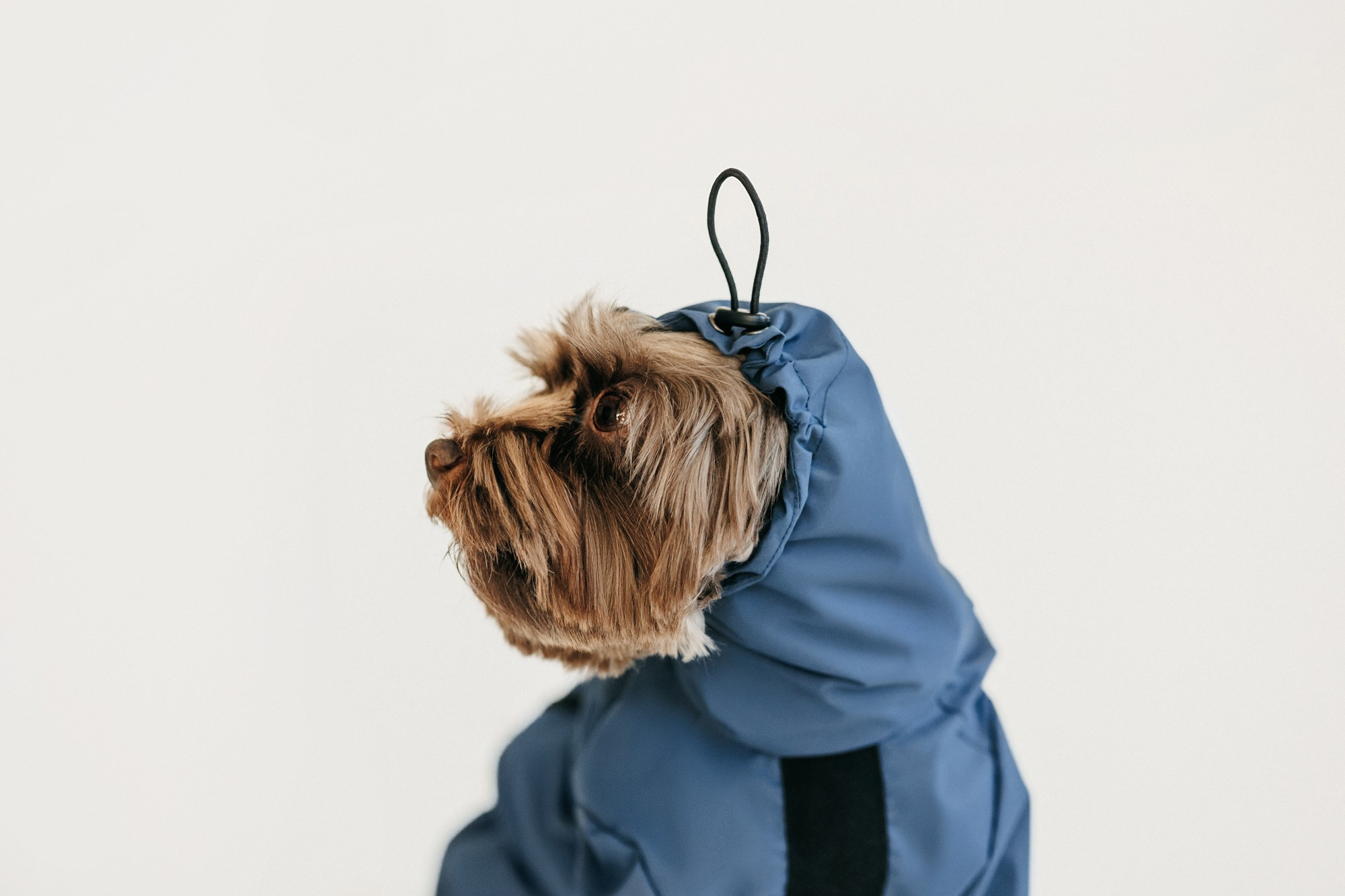 Одежда Lapa`s brand. Фотограф-анималист Елена Радченко, Москва