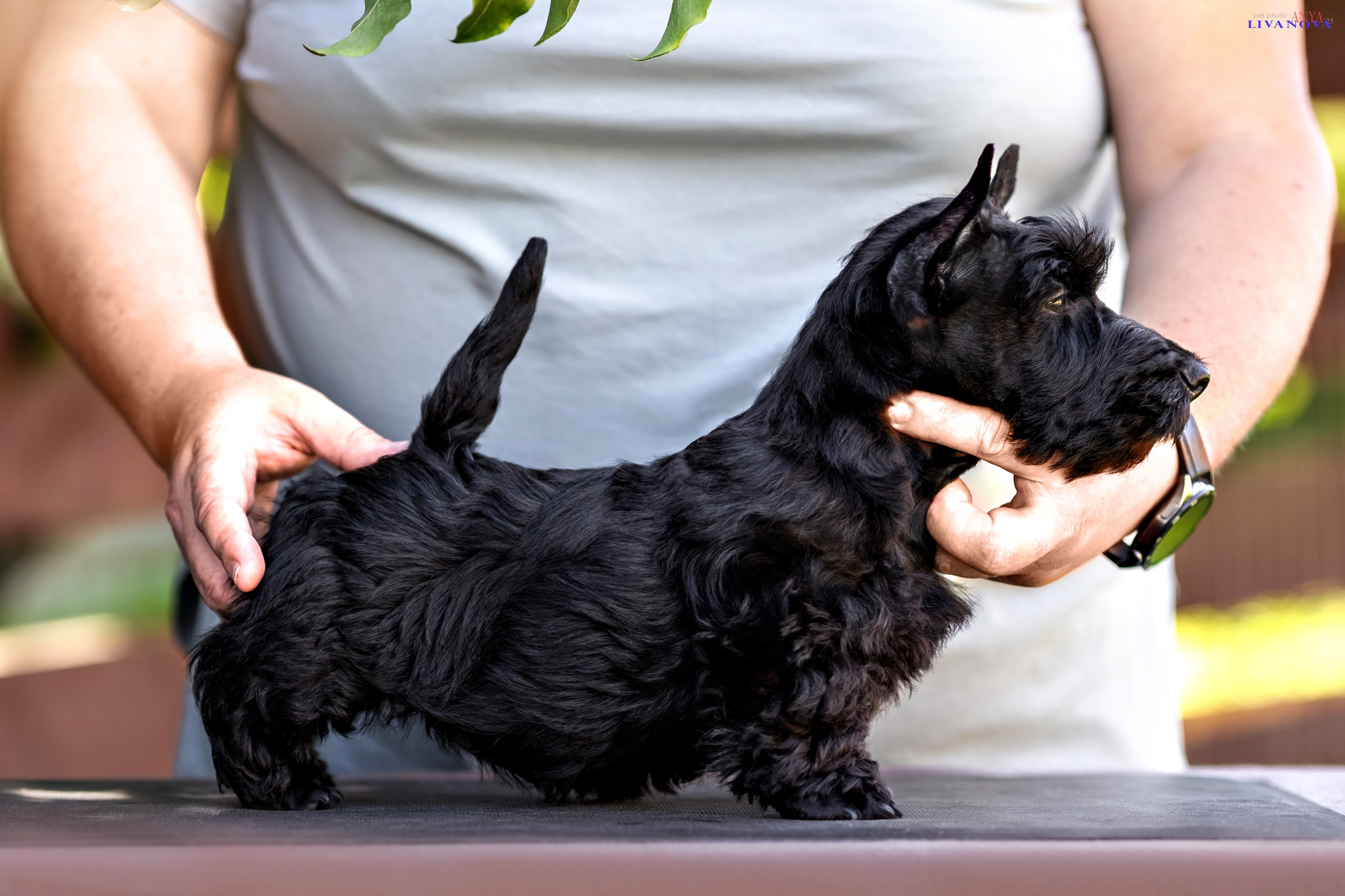 Скотчики. Фотограф анималист Аня Ливанова | Рыбинск