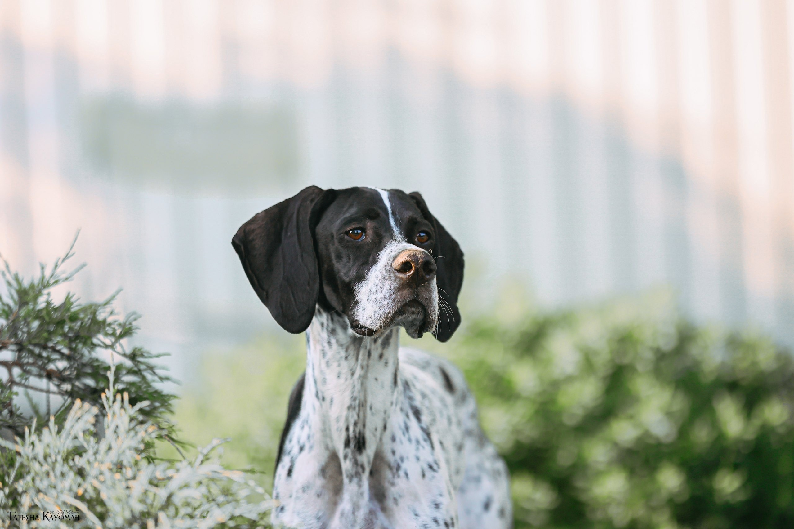 Поинтер, собака в цветах, красивая собака, фотограф анималист, фотокурс Анималистика, научиться фотографировать собак, фотограф Новосибирск
