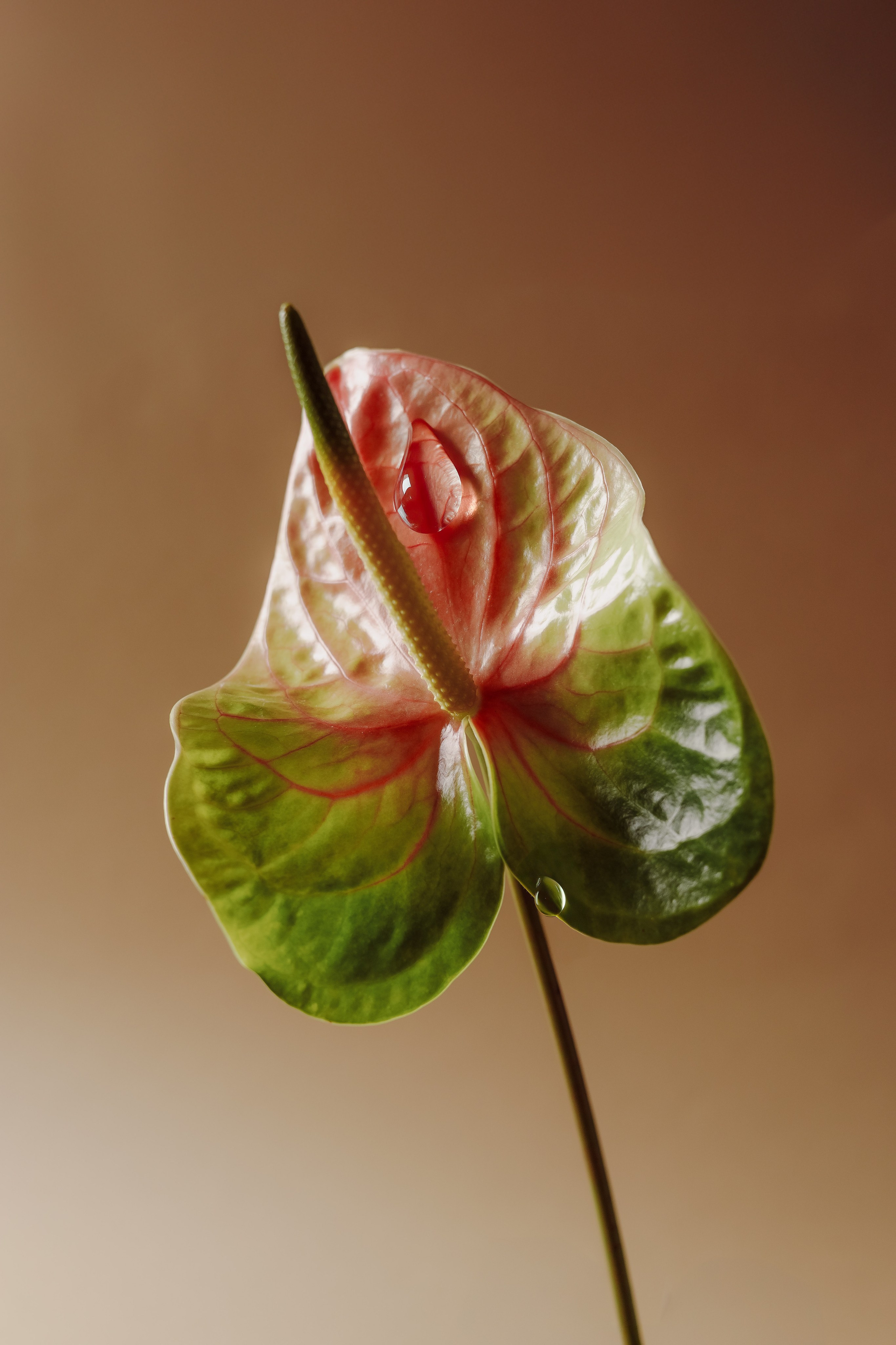 Flowers. NICKZAVALISHIN — Визуал который продаёт