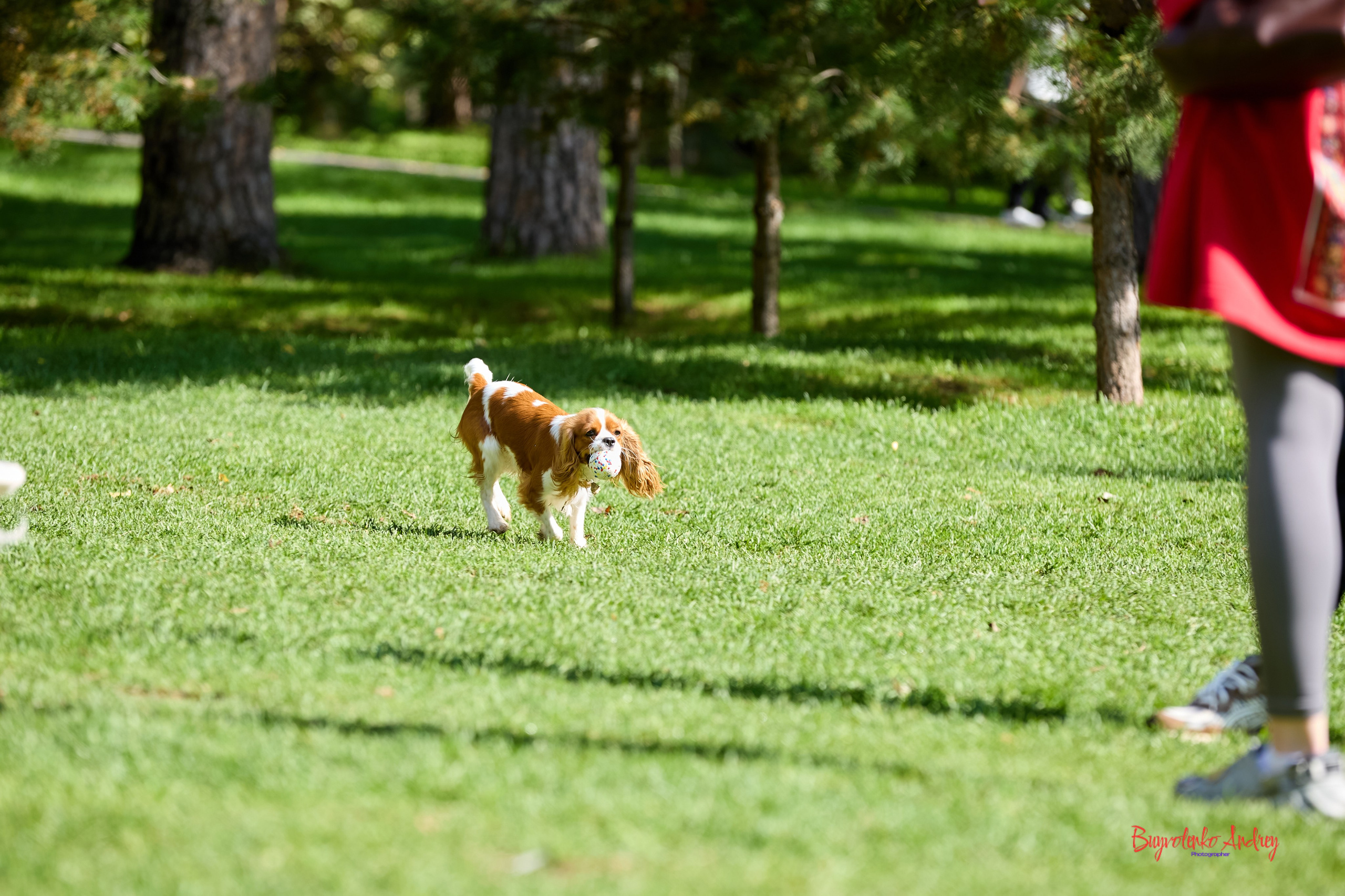 Фотопрогулка с кавалерами. Buyvolenko Andrey