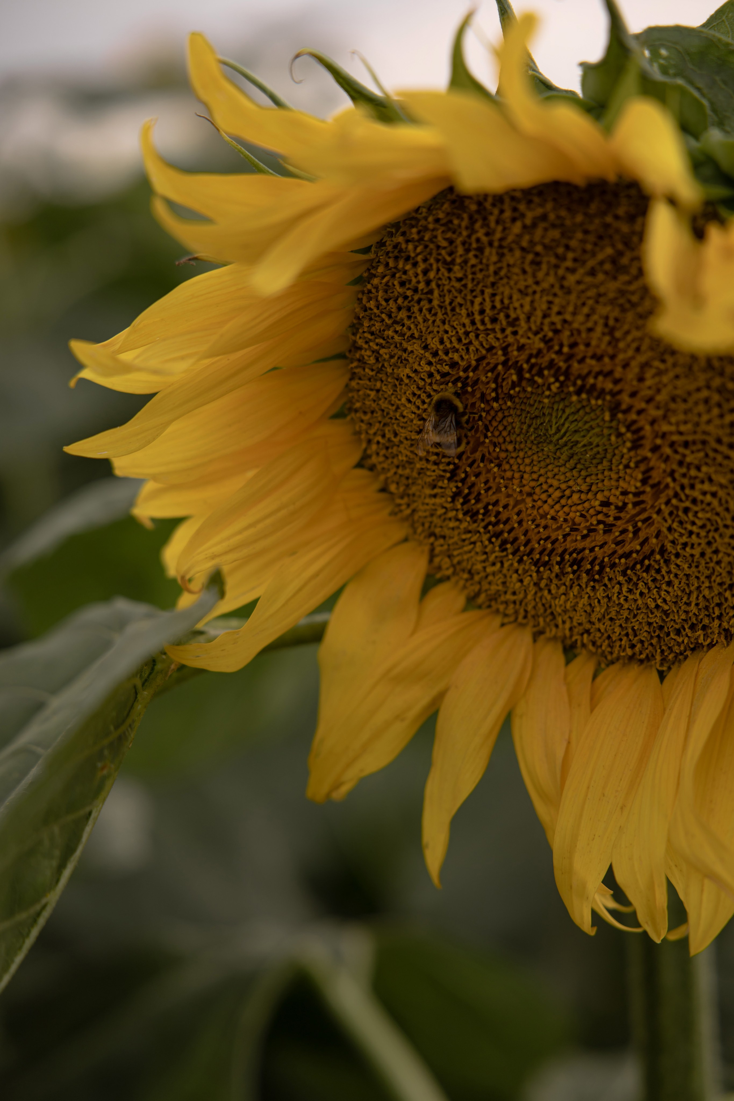 Даша. Свадебный и Семейный фотограф по всему миру Анна Фёдорова