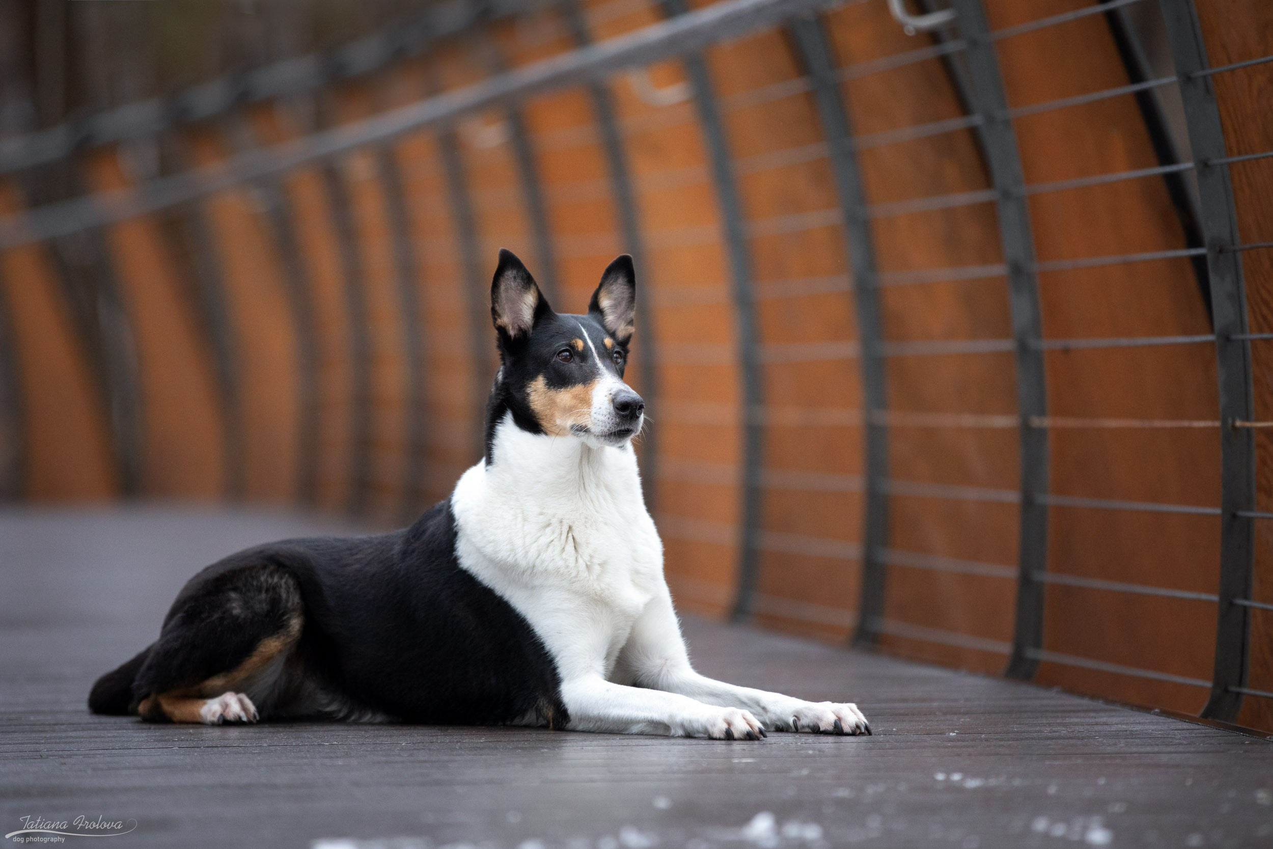 Фотопрогулка короткошерстной колли в Москве. Фотограф-анималист в Москве и Московской области Татьяна Фролова