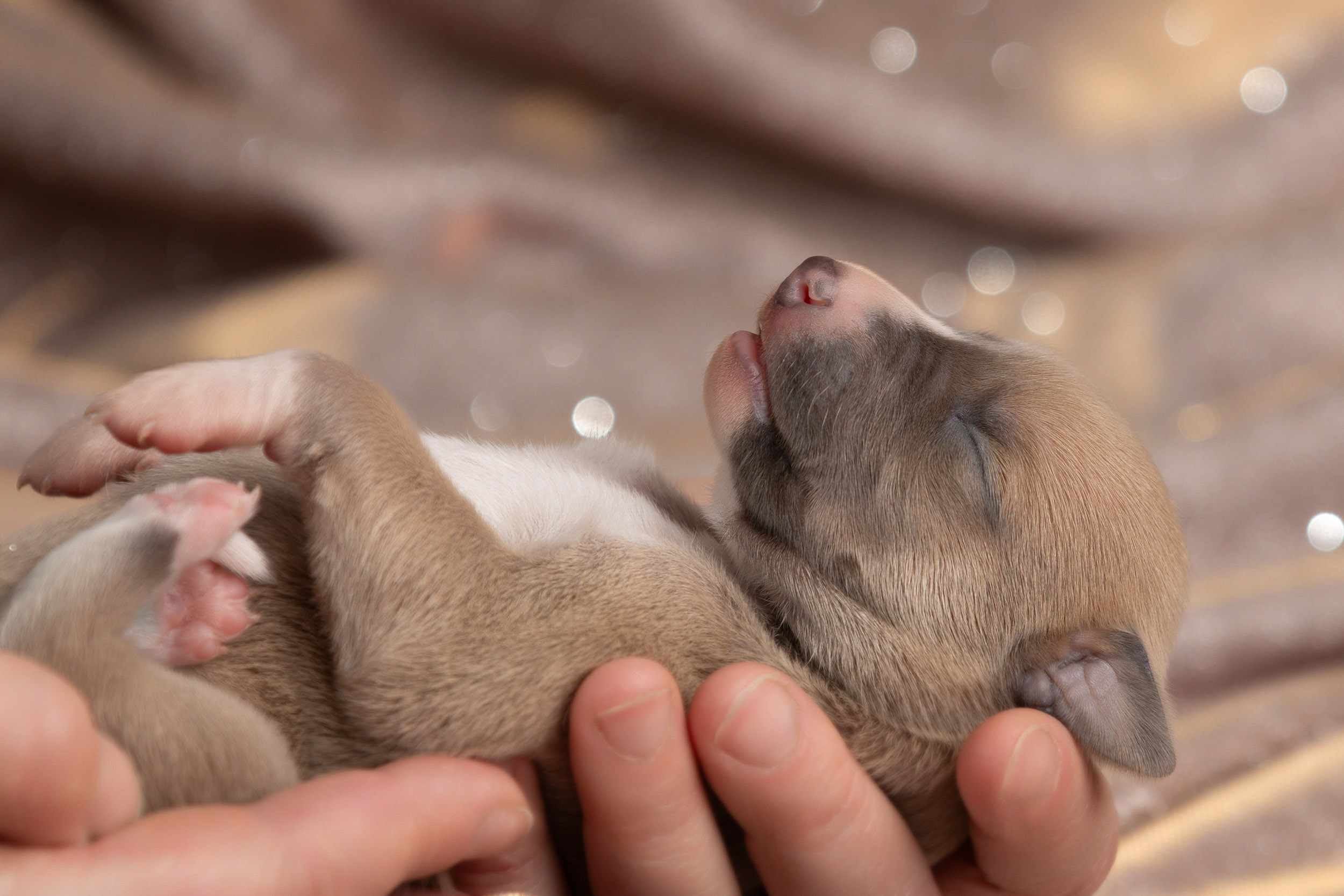 Ньюборн для щенков уиппета. Фотограф-анималист в Москве и Московской области Татьяна Фролова