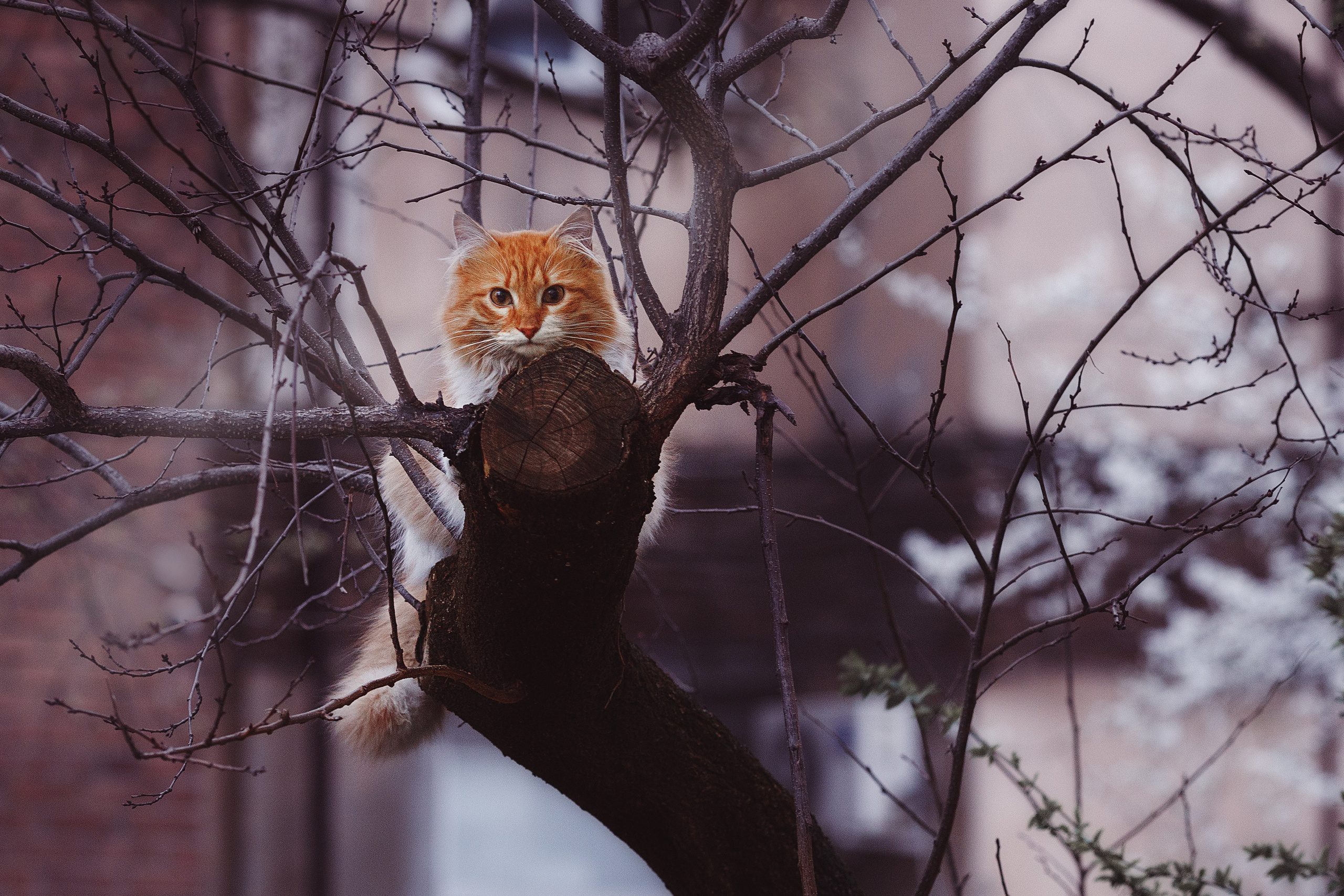 Проект «366»|2024|Фото каждый день. LENA GRACE photographer ||ЛЕНА ГРЭЙС фотограф