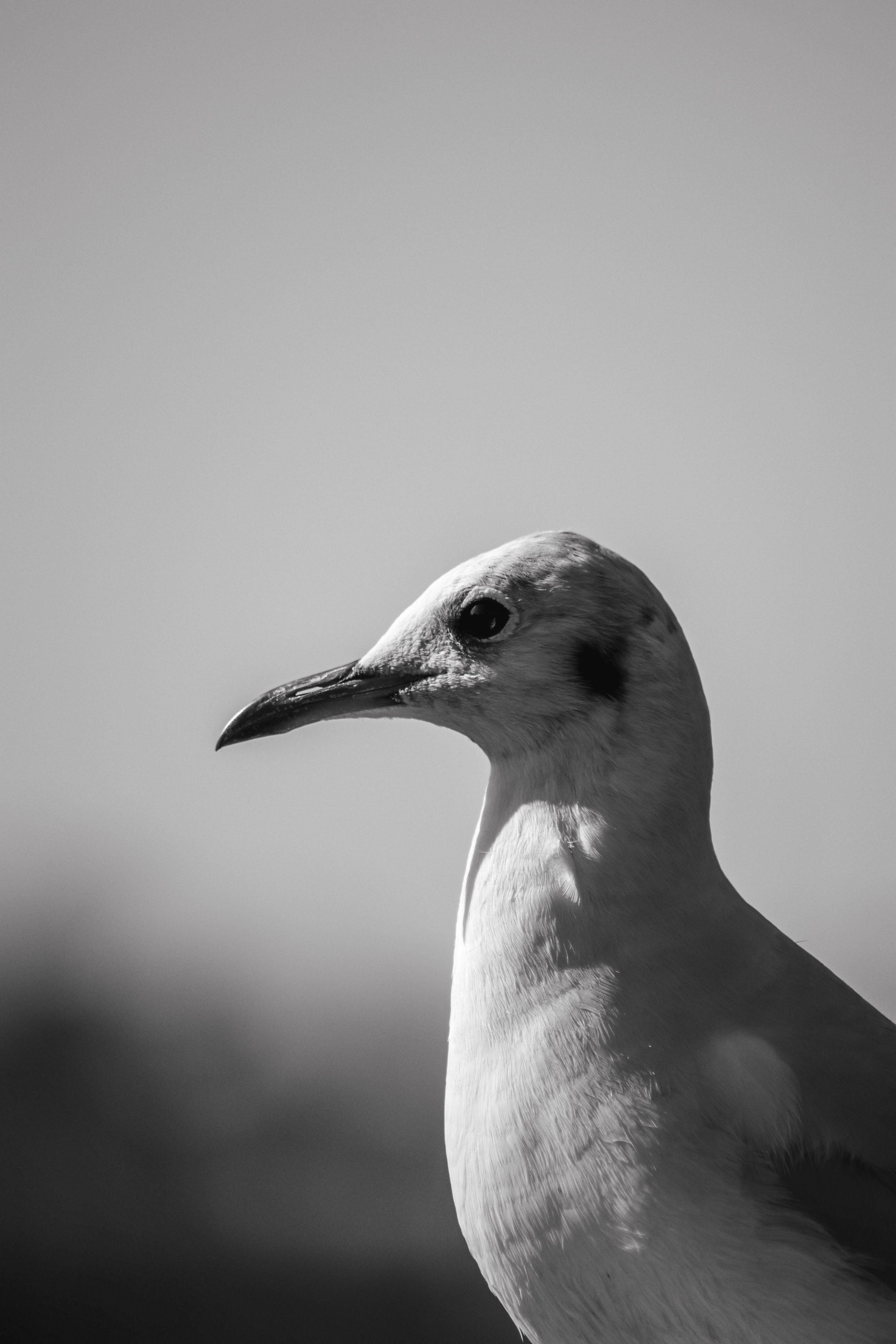 Р А З Н А Я — Ж И В Н О С Т Ь. — Digital Noise —