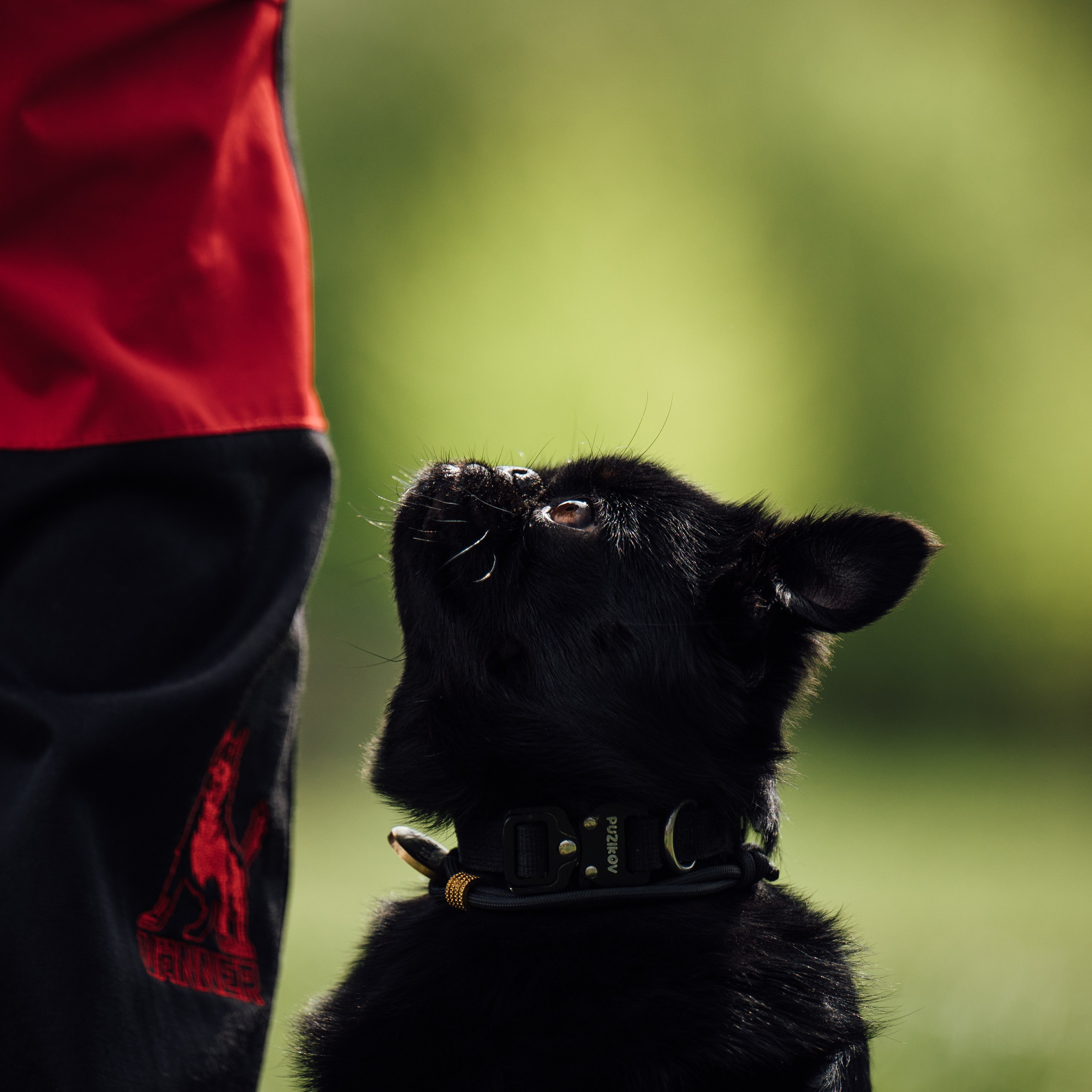 Обидиенс. Семейный фотограф анималист Ананьева Мария — Москва
