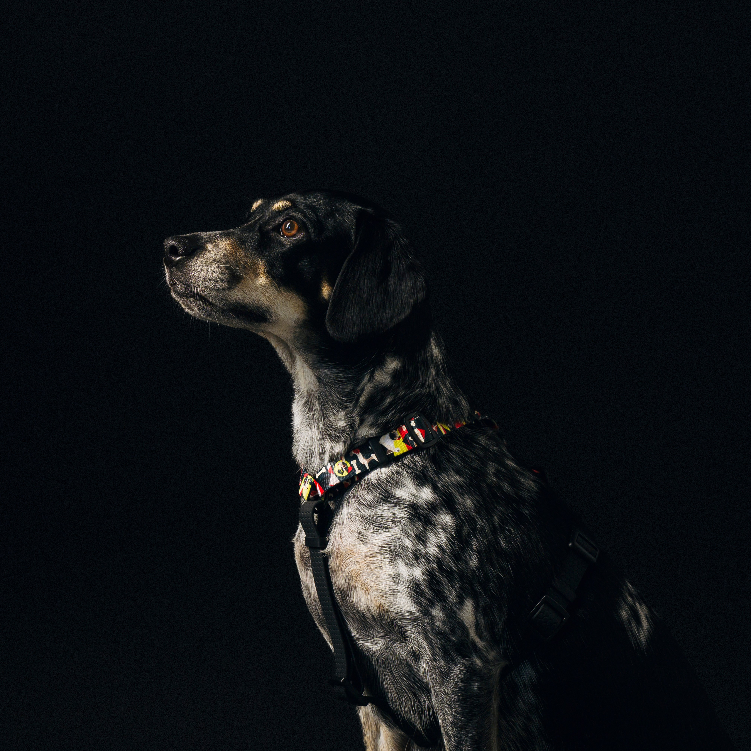 B&F. Амуниция. Семейный фотограф анималист Ананьева Мария — Москва