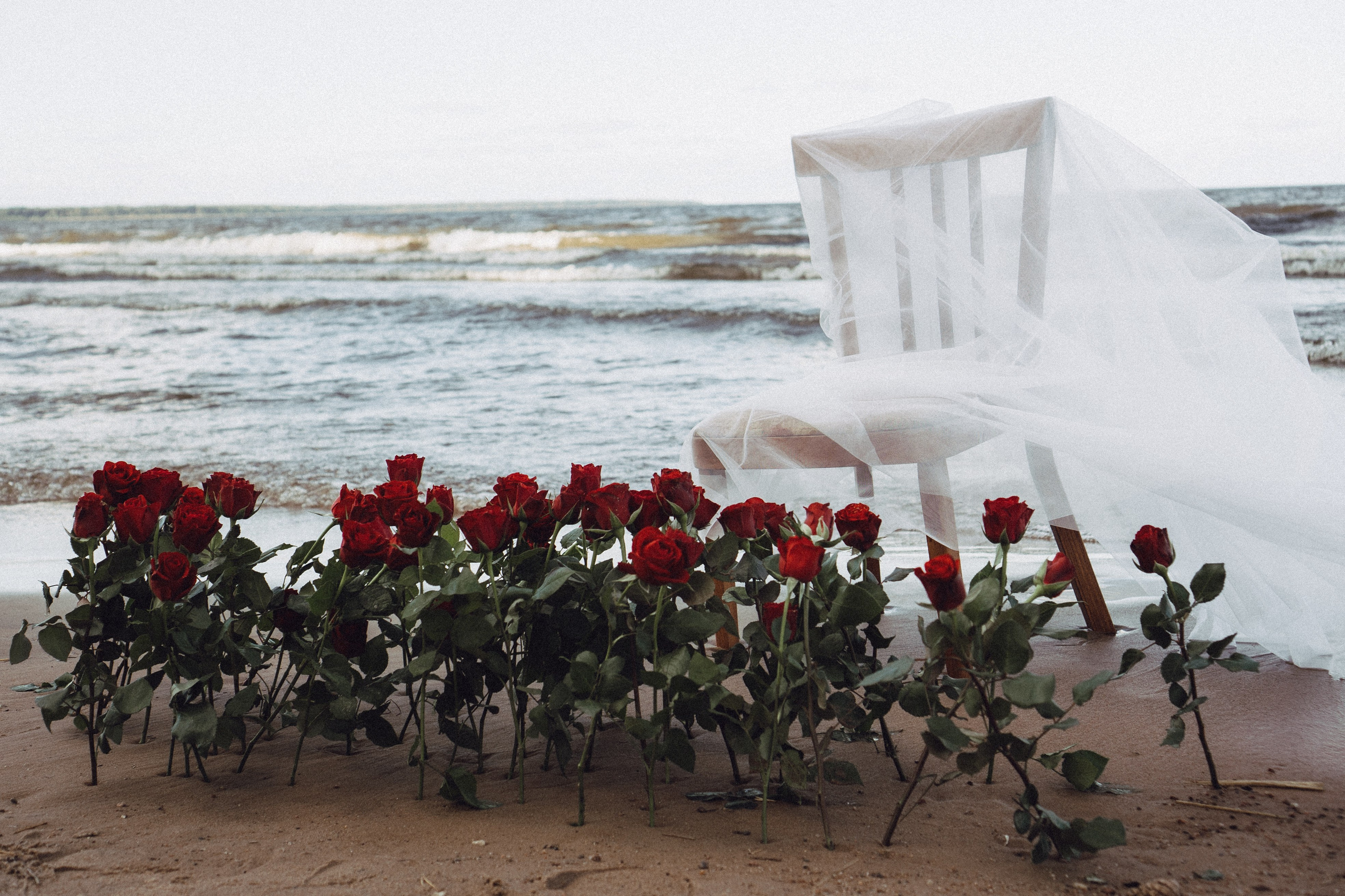 Розы. Профессиональный фотограф, Санкт-Петербург — Виктория Богомолова
