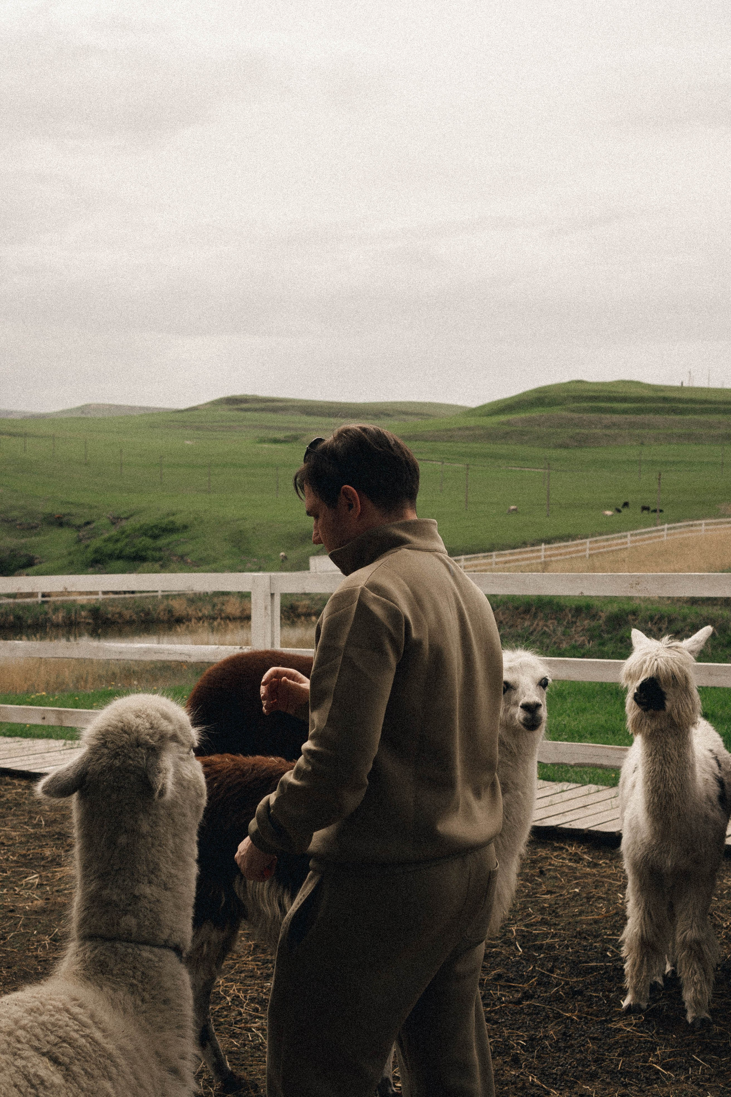 Ферма Альпак. Профессиональный фотограф, Санкт-Петербург — Виктория Богомолова