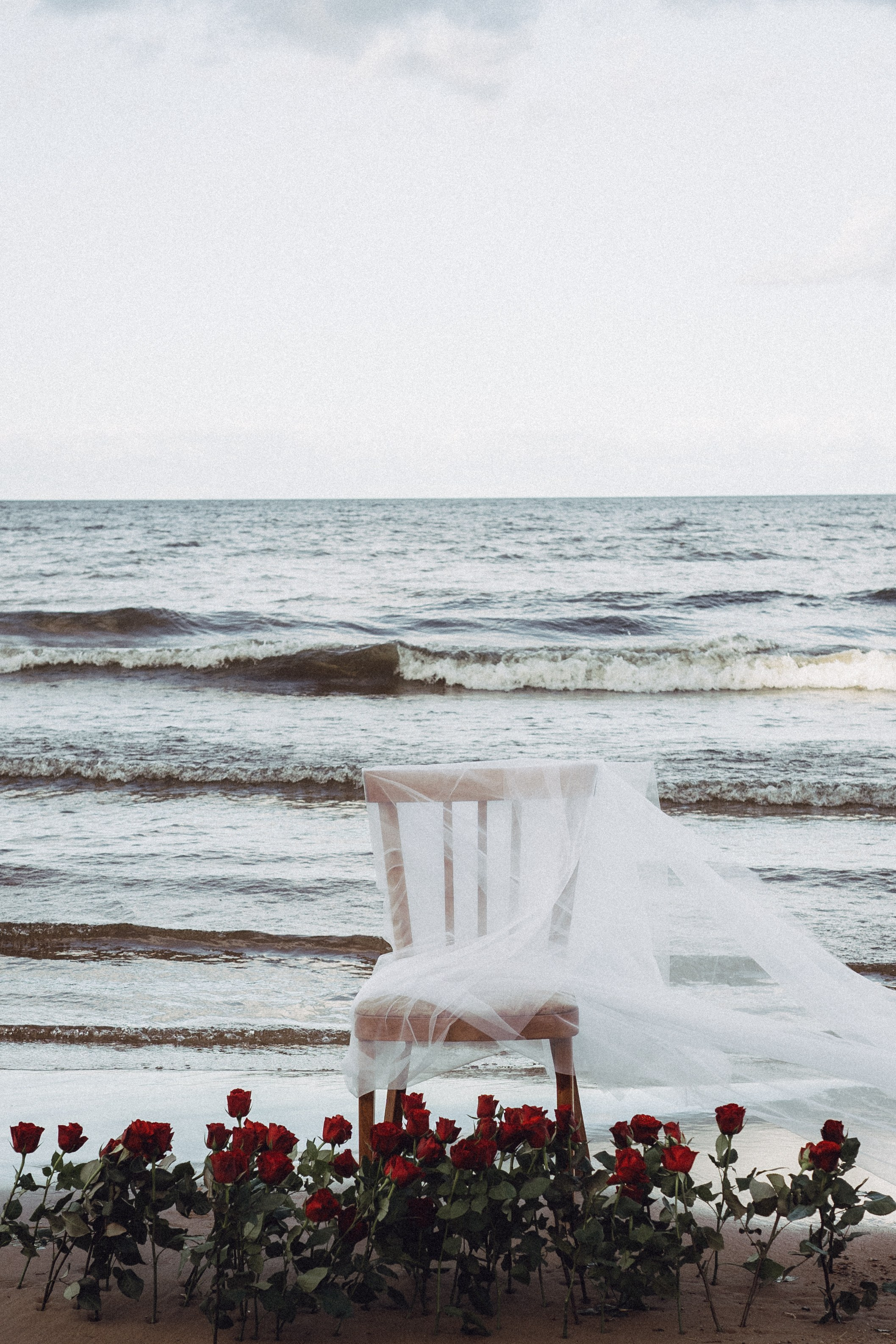 Розы. Профессиональный фотограф, Санкт-Петербург — Виктория Богомолова