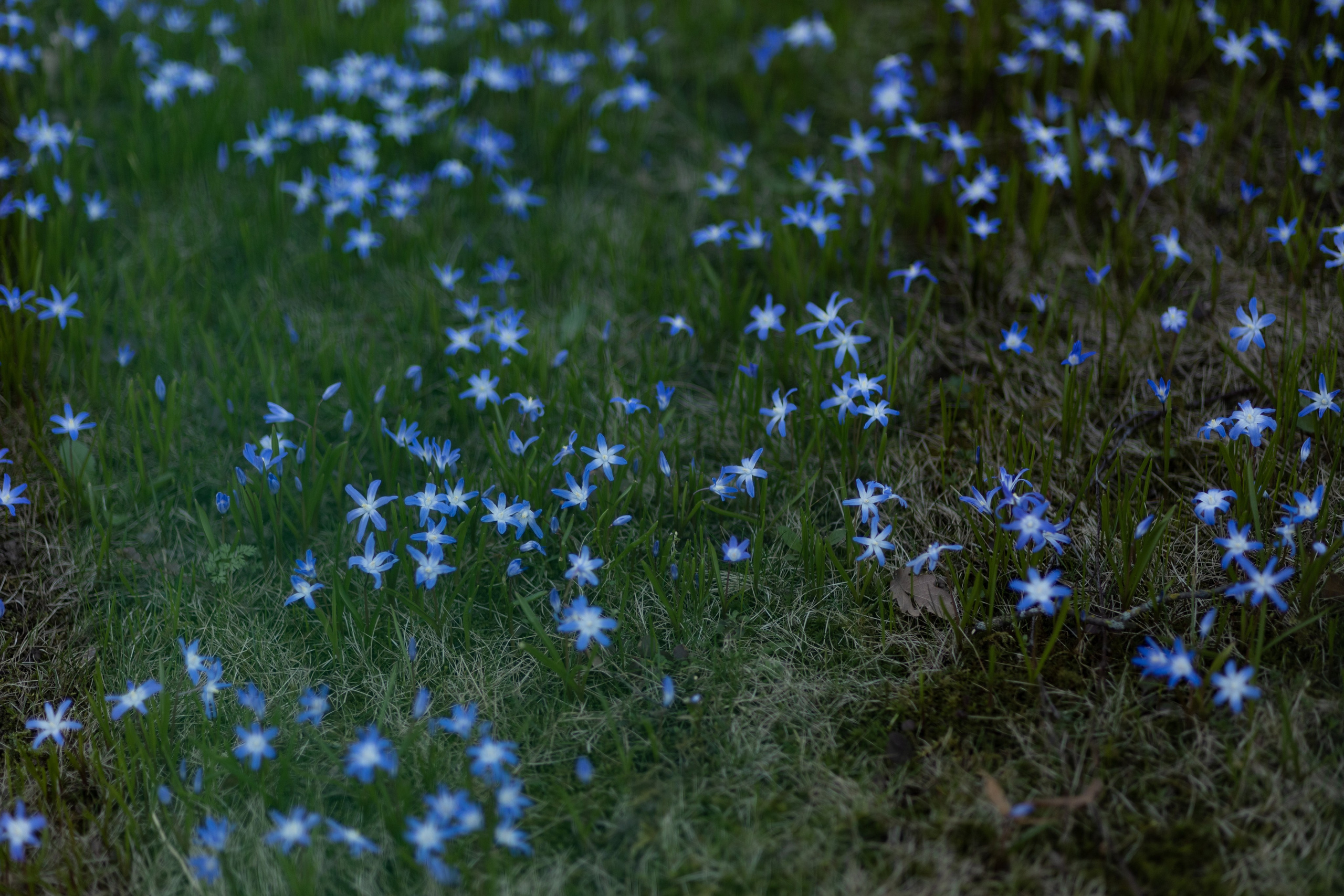 Петергоф нижний парк фото