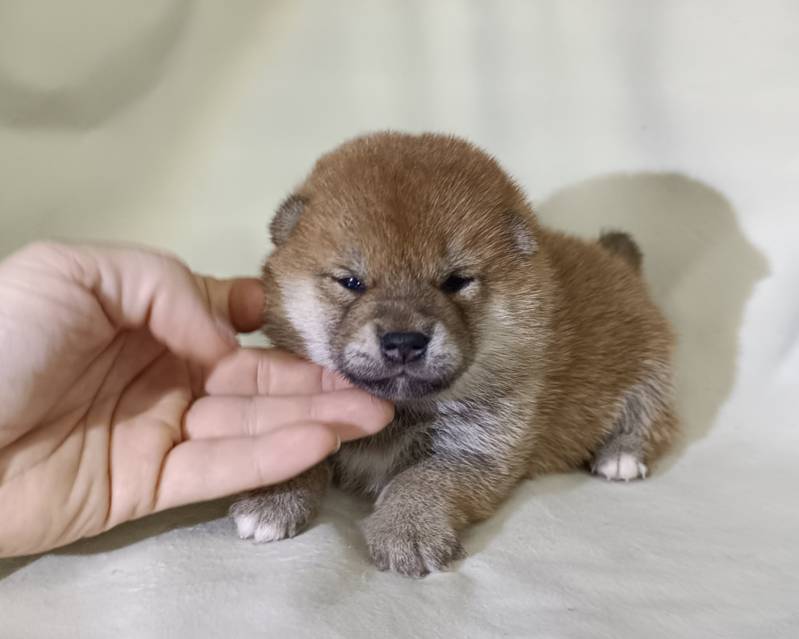 сиба питомник Рубилайт щенки на продажу rubylight  сиба щенки купить СПб Санкт-Петербург 