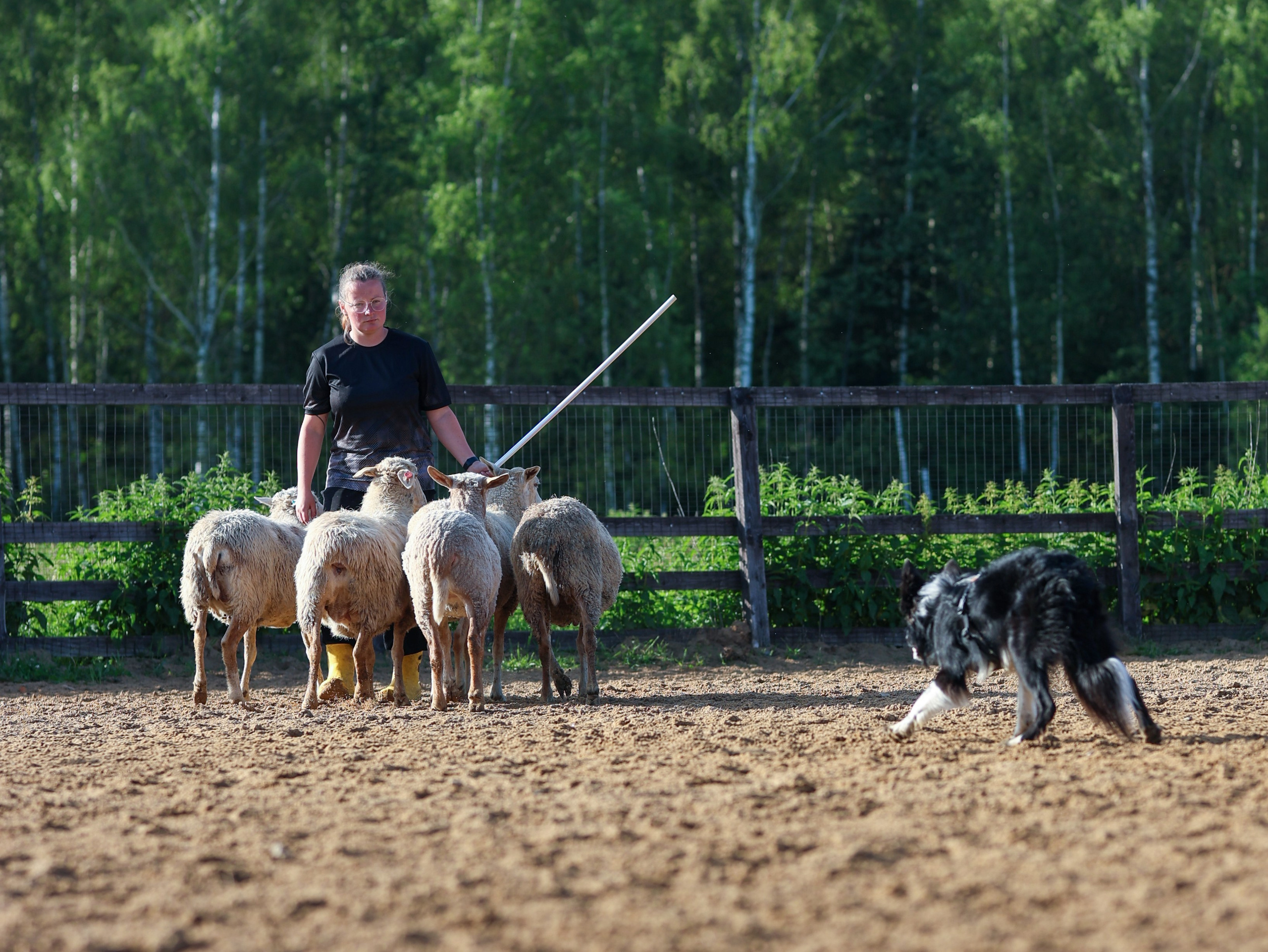 Пастьба. Фотограф-анималист в Москве Кириллова Татьяна