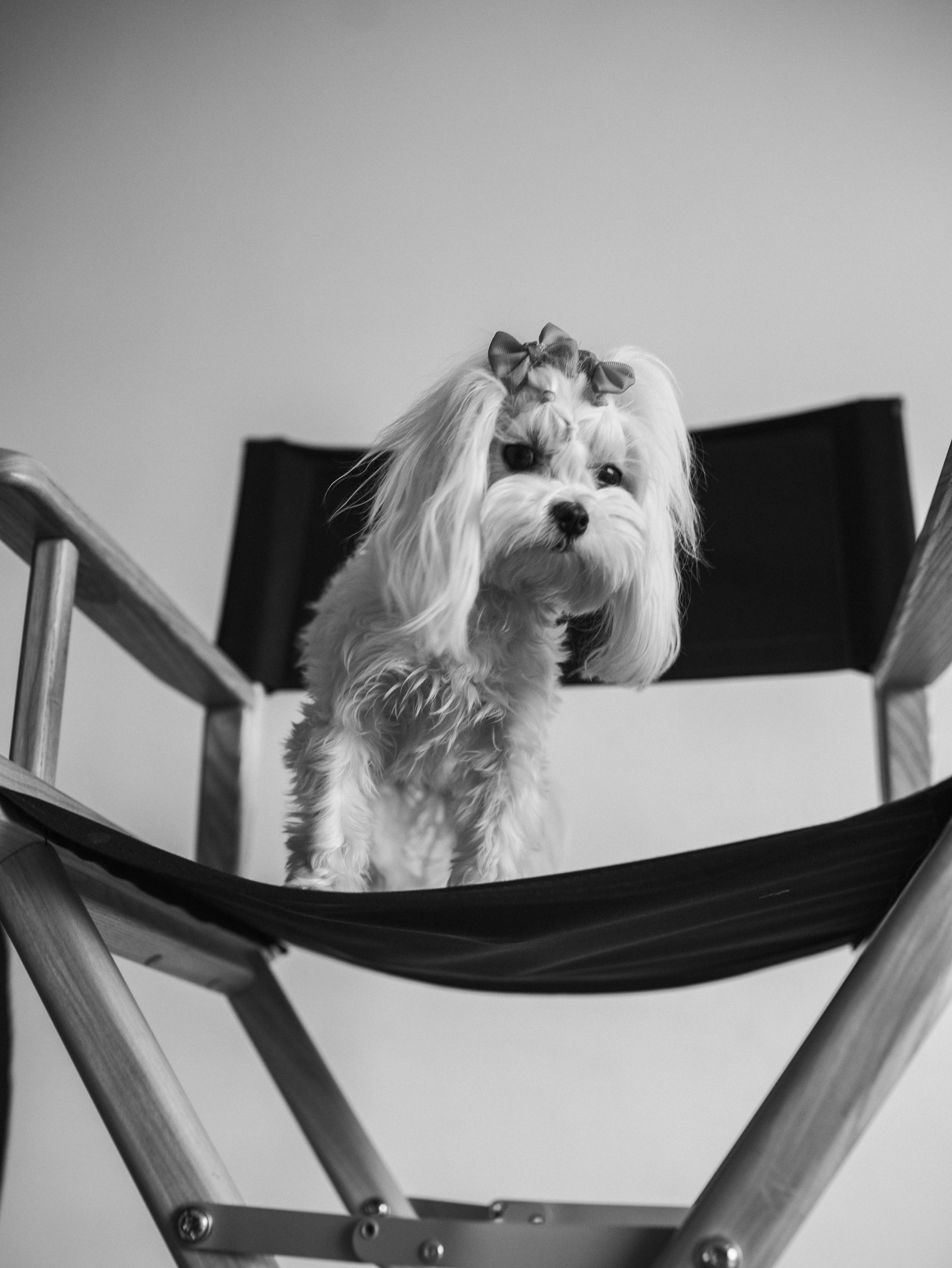 Мира и Таня. Фотограф-анималист в Москве Кириллова Татьяна