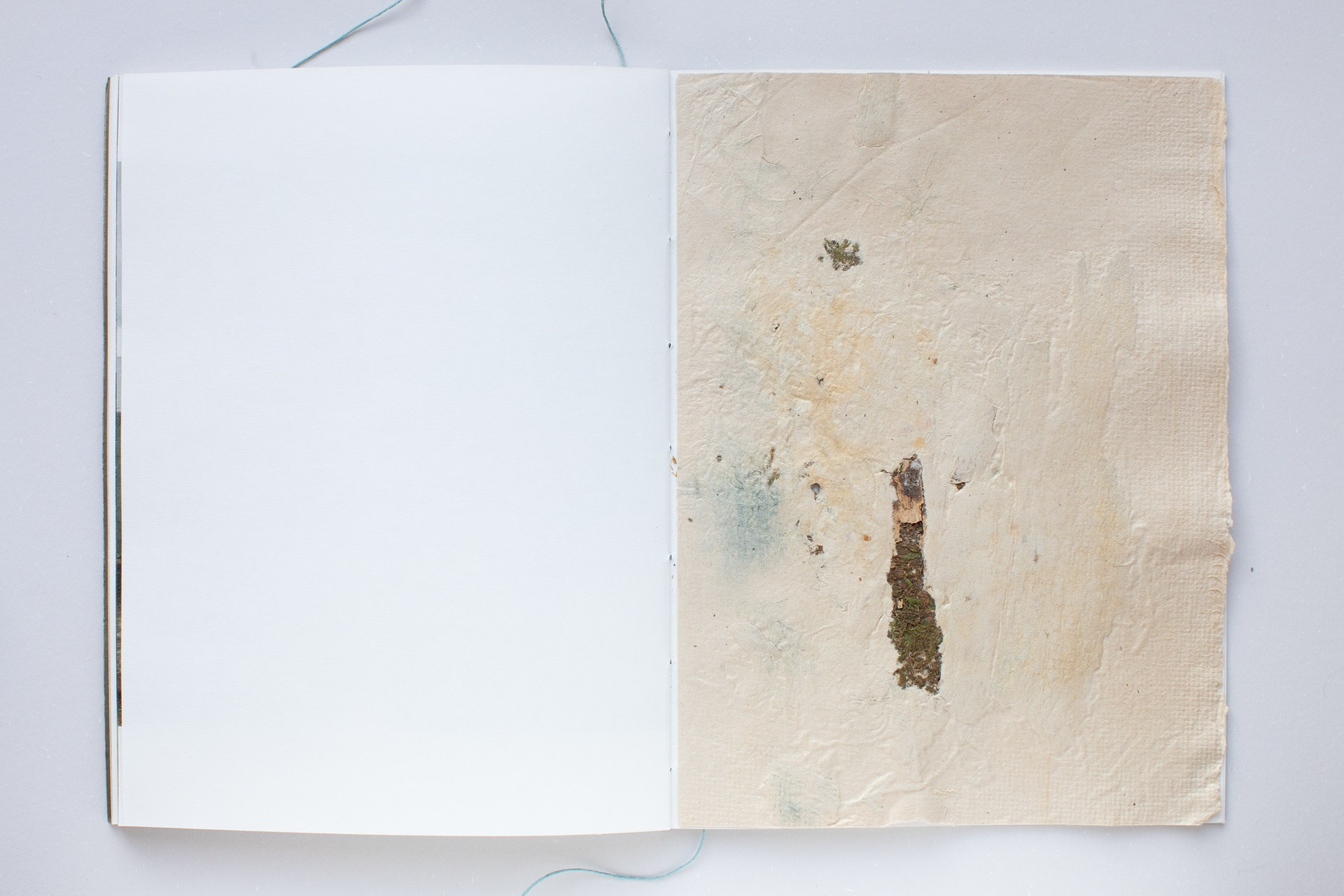 Зин «Про деревья, насекомых и людей». Natalya Madilyan