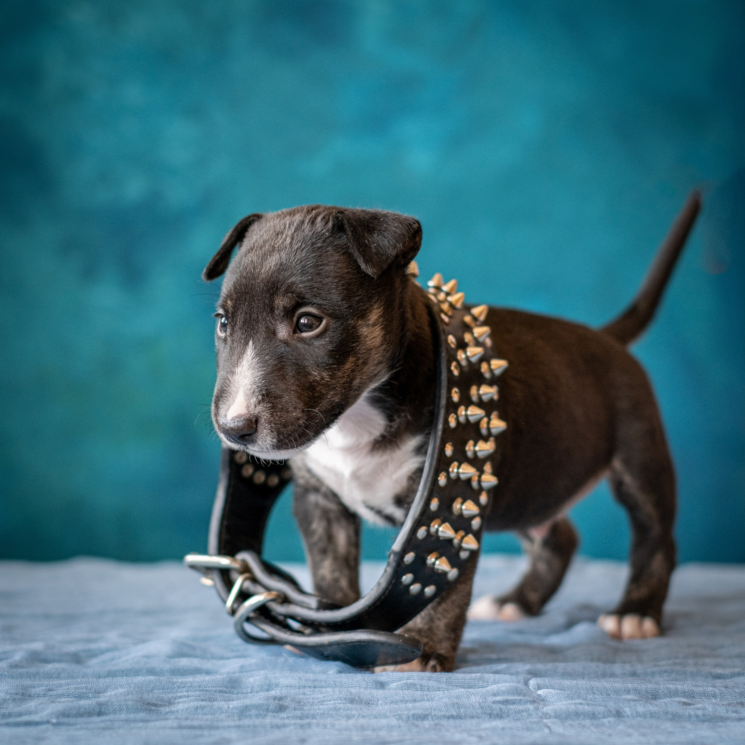 Сладкие булочки (МБТ — миниатюрный бультерьер) для Ильи). Зоофотограф, фотограф животных в Москве и области Дина Дамоцева