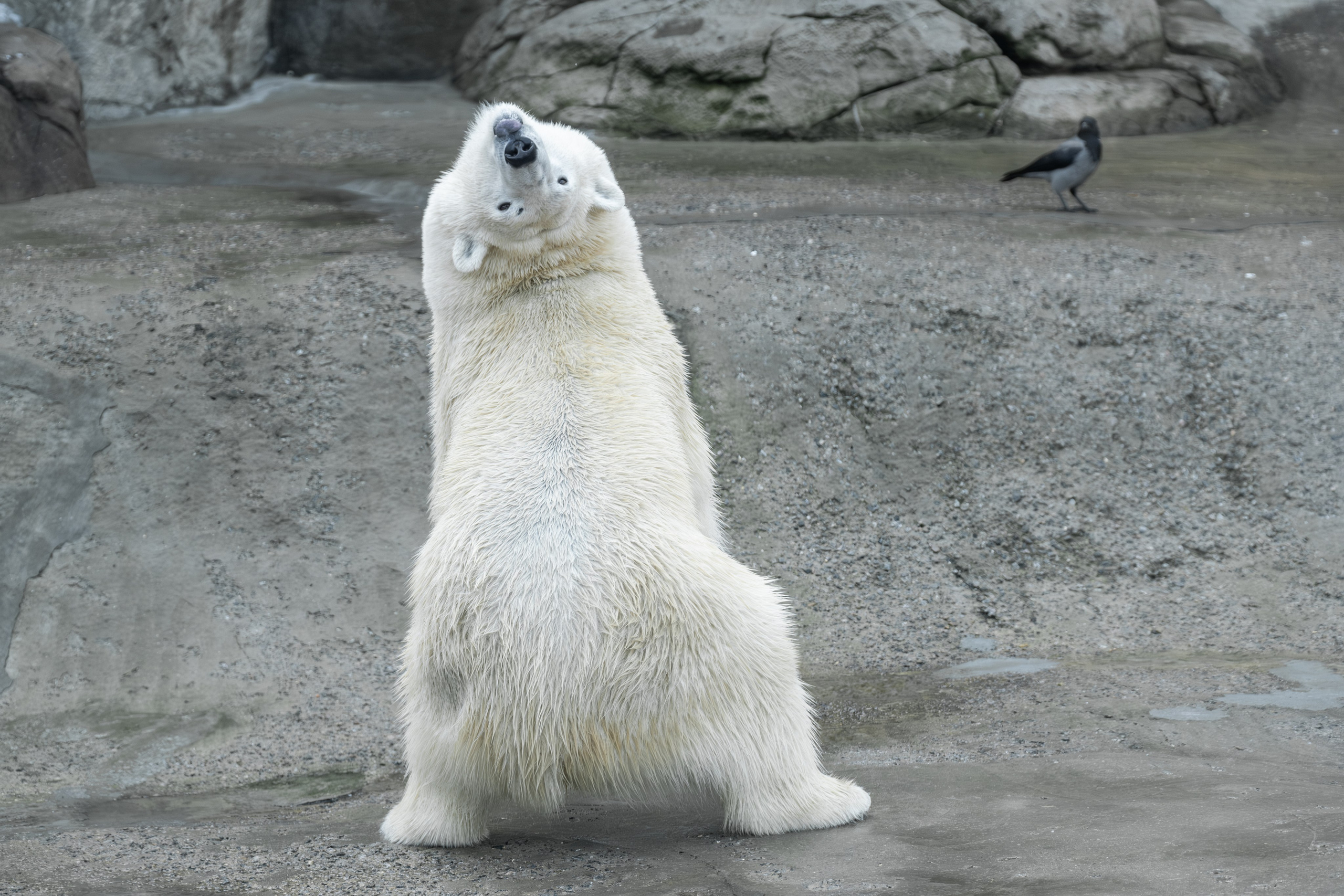 Росомаха Крендель и белый медведь. Зоофотограф, фотограф животных в Москве и области Дина Дамоцева