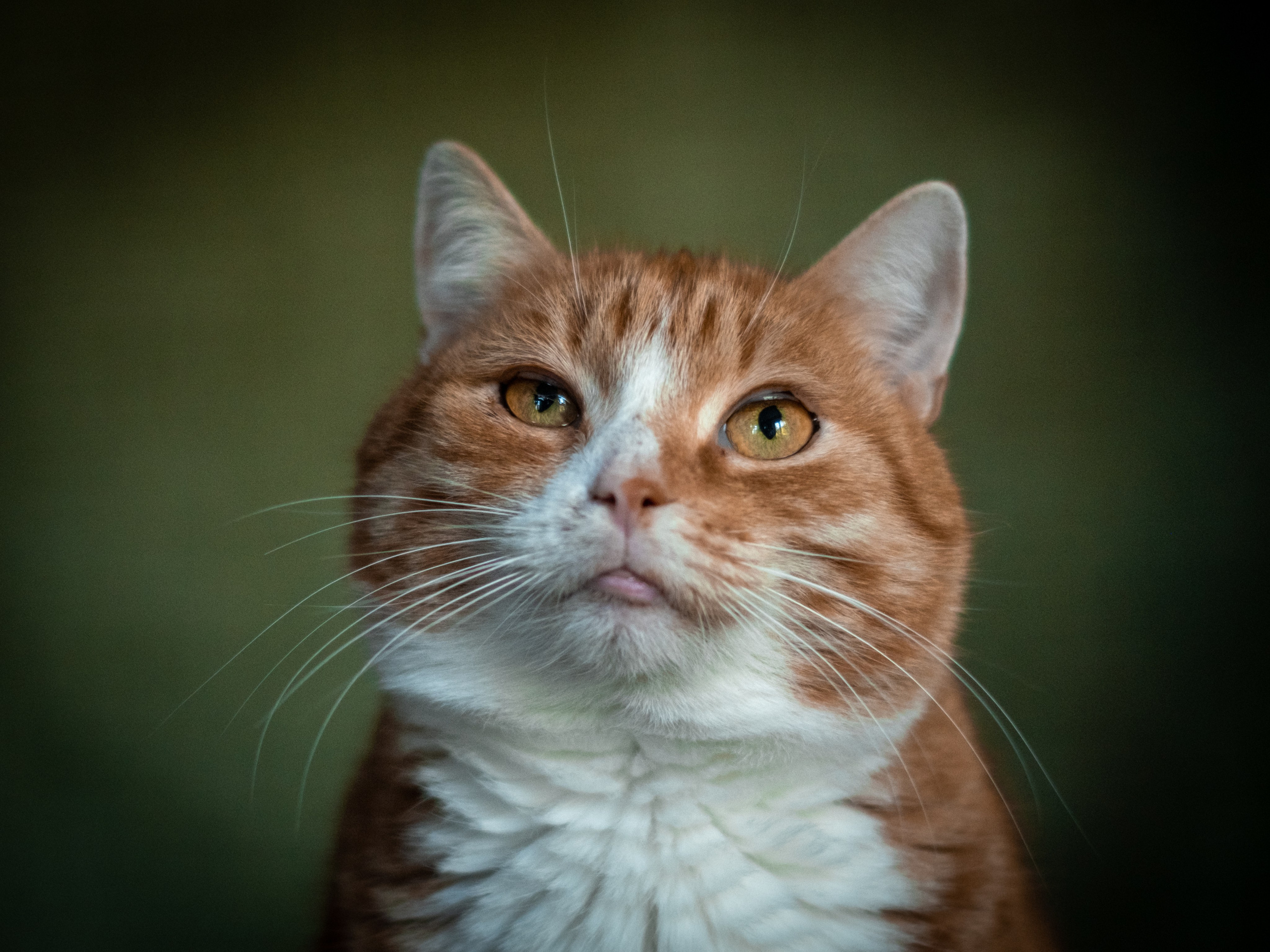 Нюша и Лучик для Антона!. Зоофотограф, фотограф животных в Москве и области Дина Дамоцева