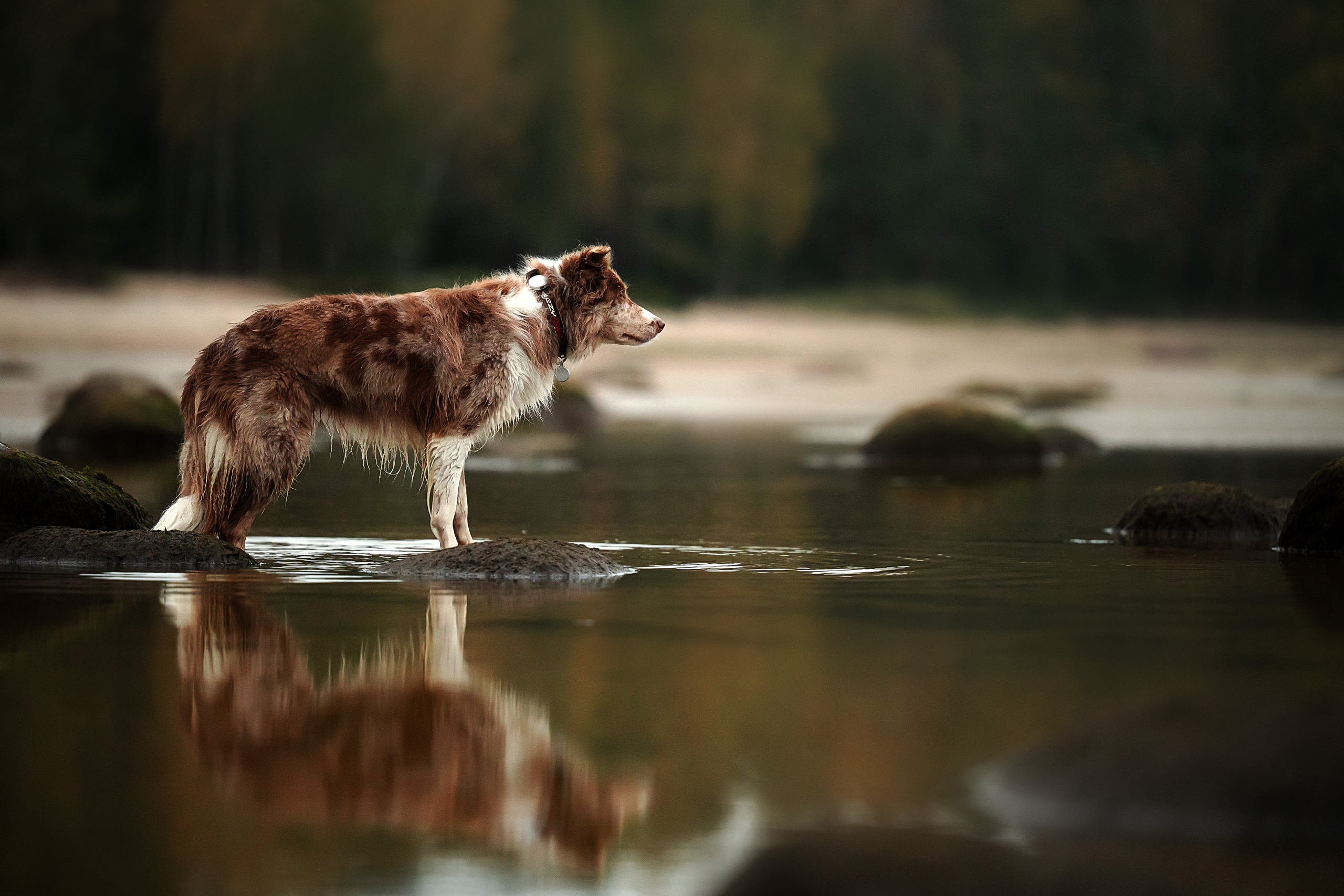 Прогулочная съемка. Фотограф-анималист Виктория Симонова. СПб