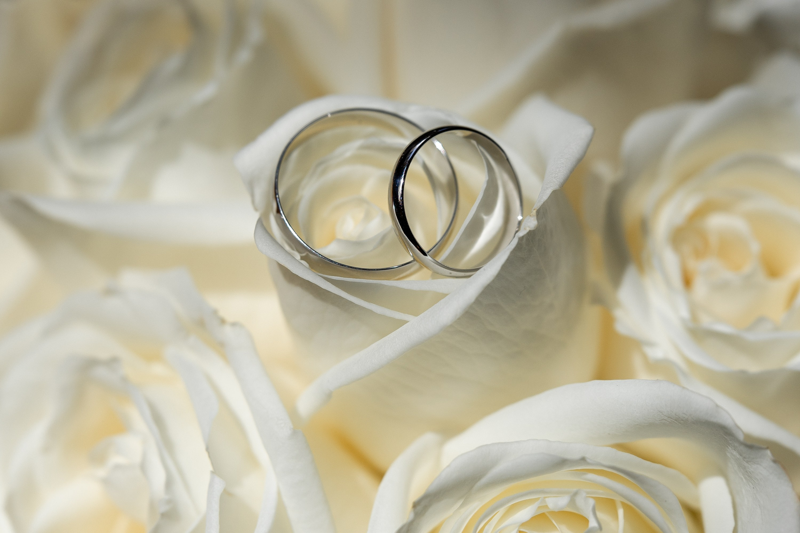 Обручальные кольца на белых розах