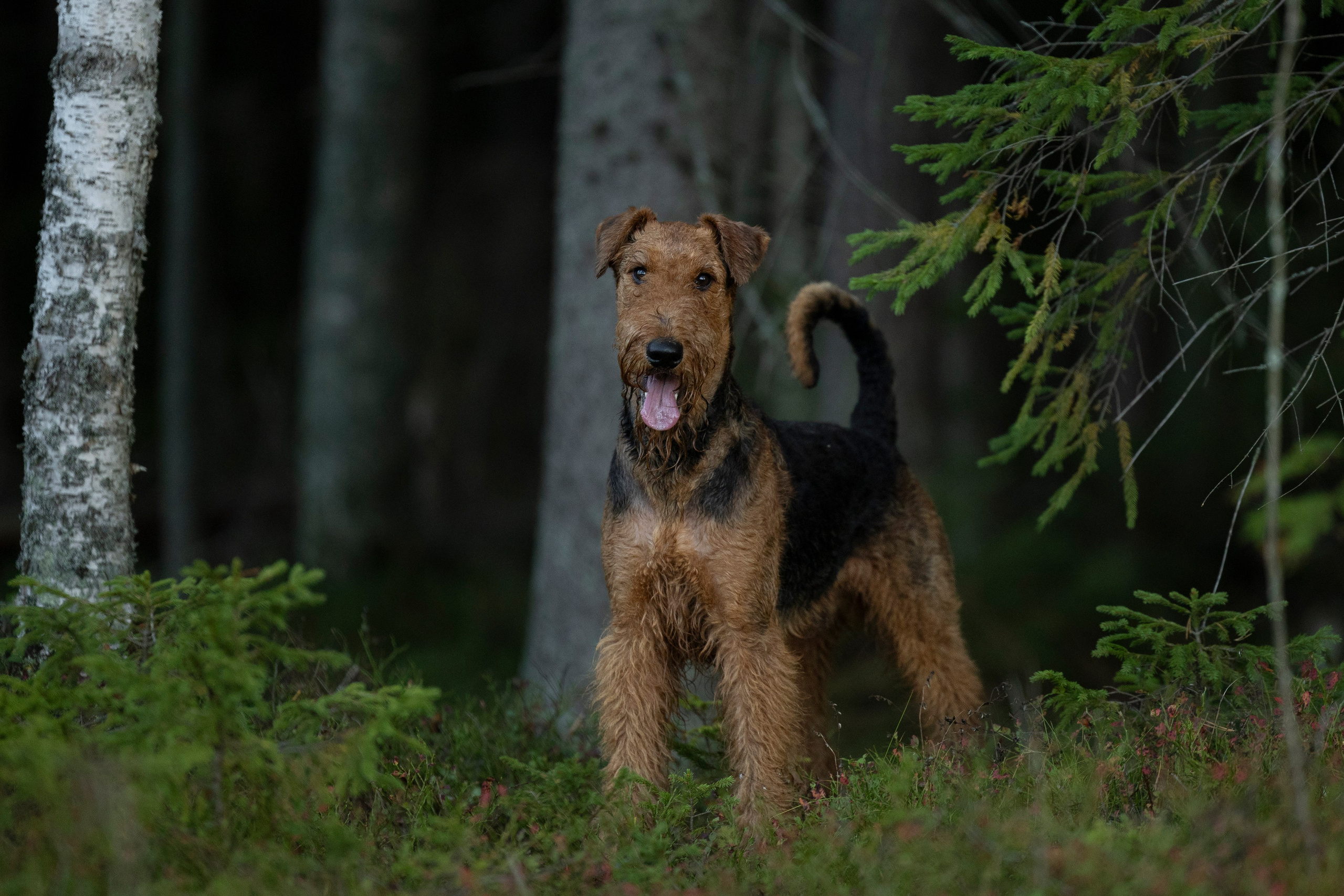 Харди. Фотограф-анималист Анна Маринич