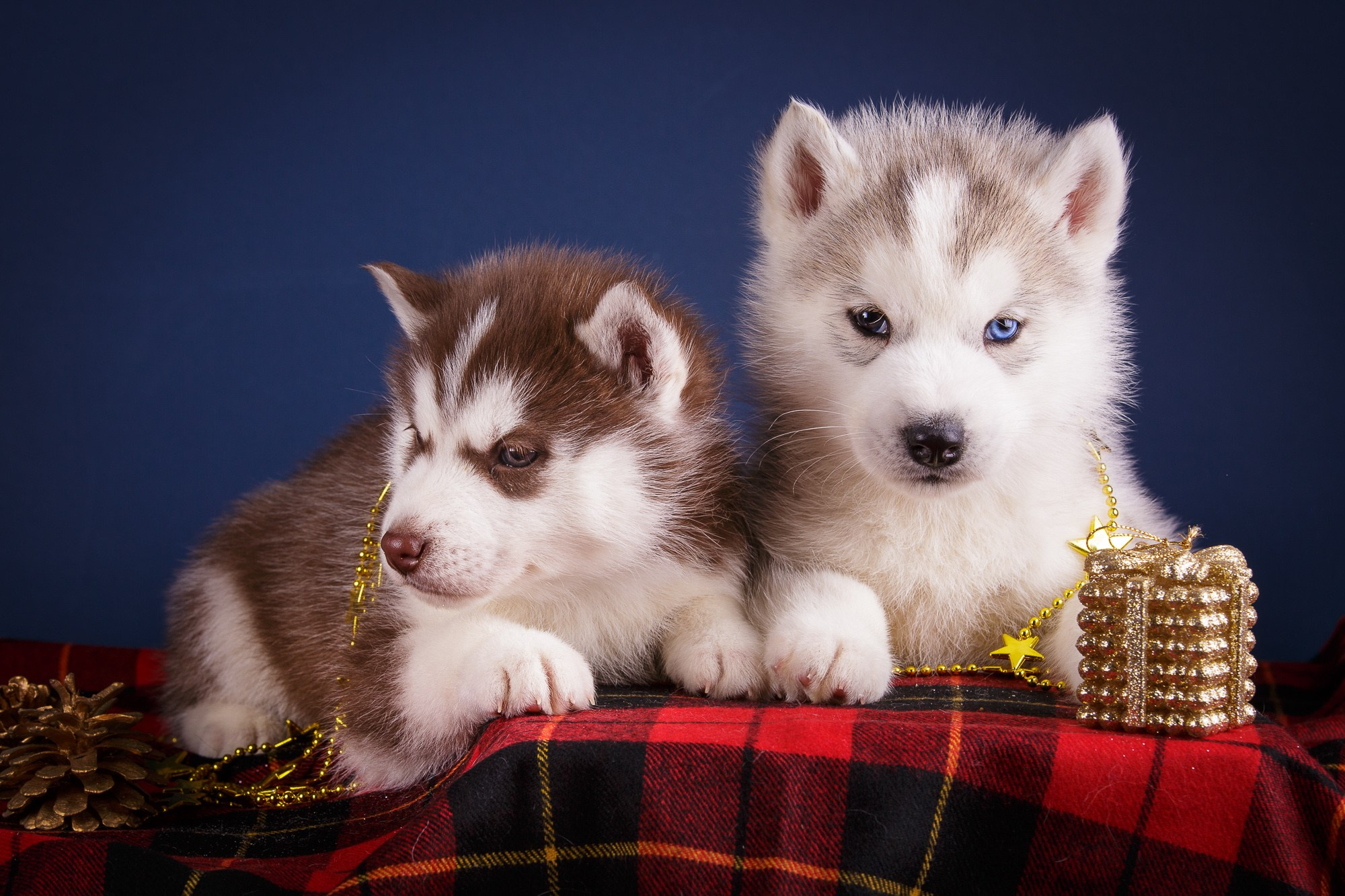 Фотосъёмки щенков. Фотограф-анималист Natalia Deingel | Фотосъемка собак в Москве