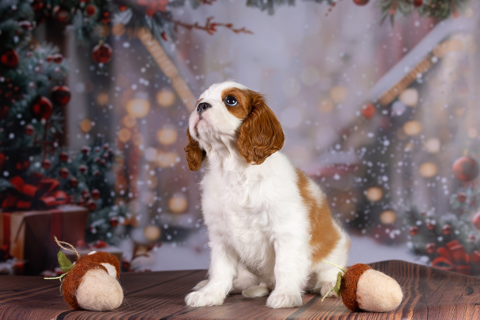 Отзыв о моей лекции о фотосъёмке собак. Фотограф-анималист Natalia Deingel | Фотосъемка собак в Москве