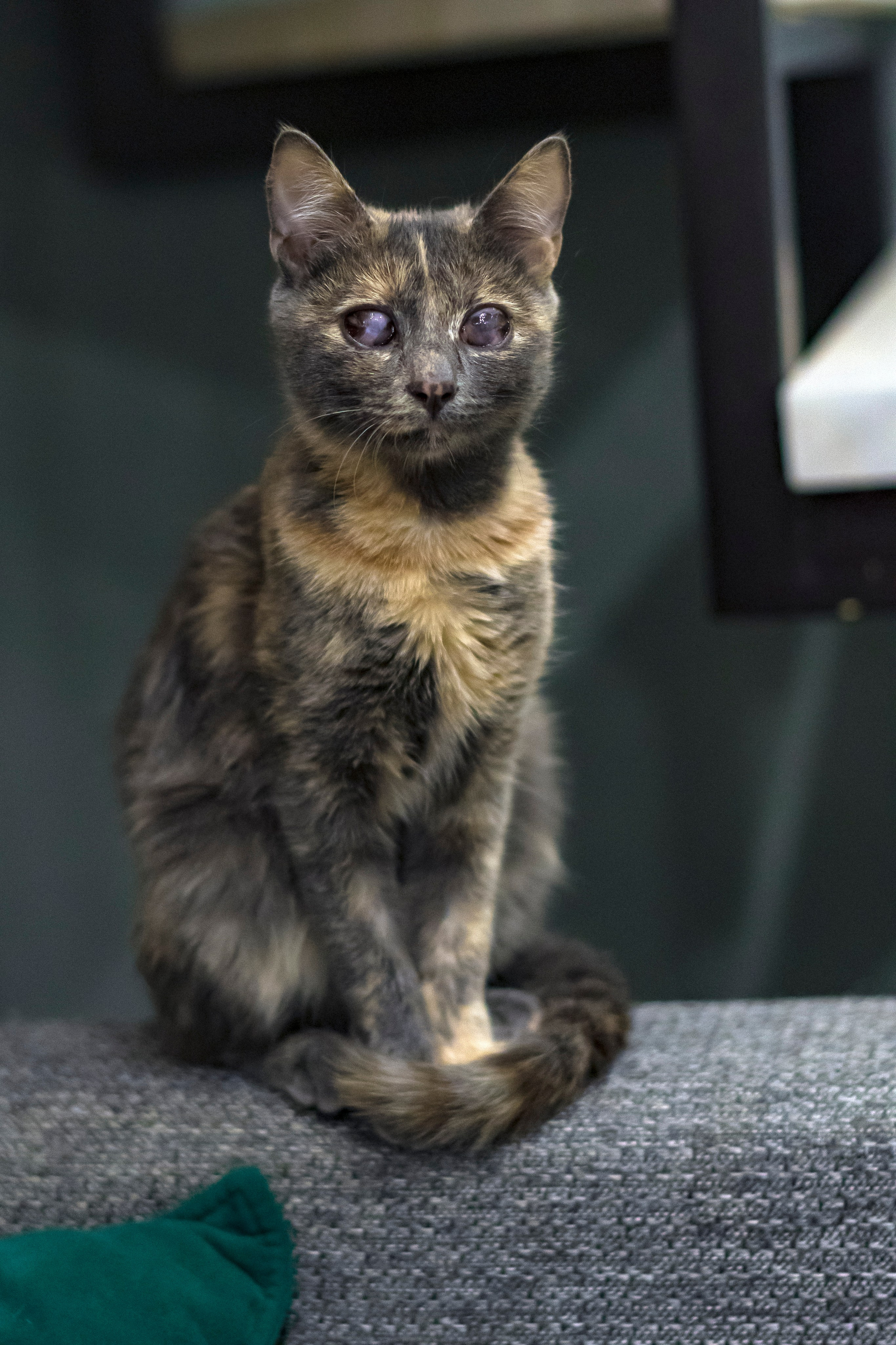 Животные. Фотограф в Москве Демьян Лопатов