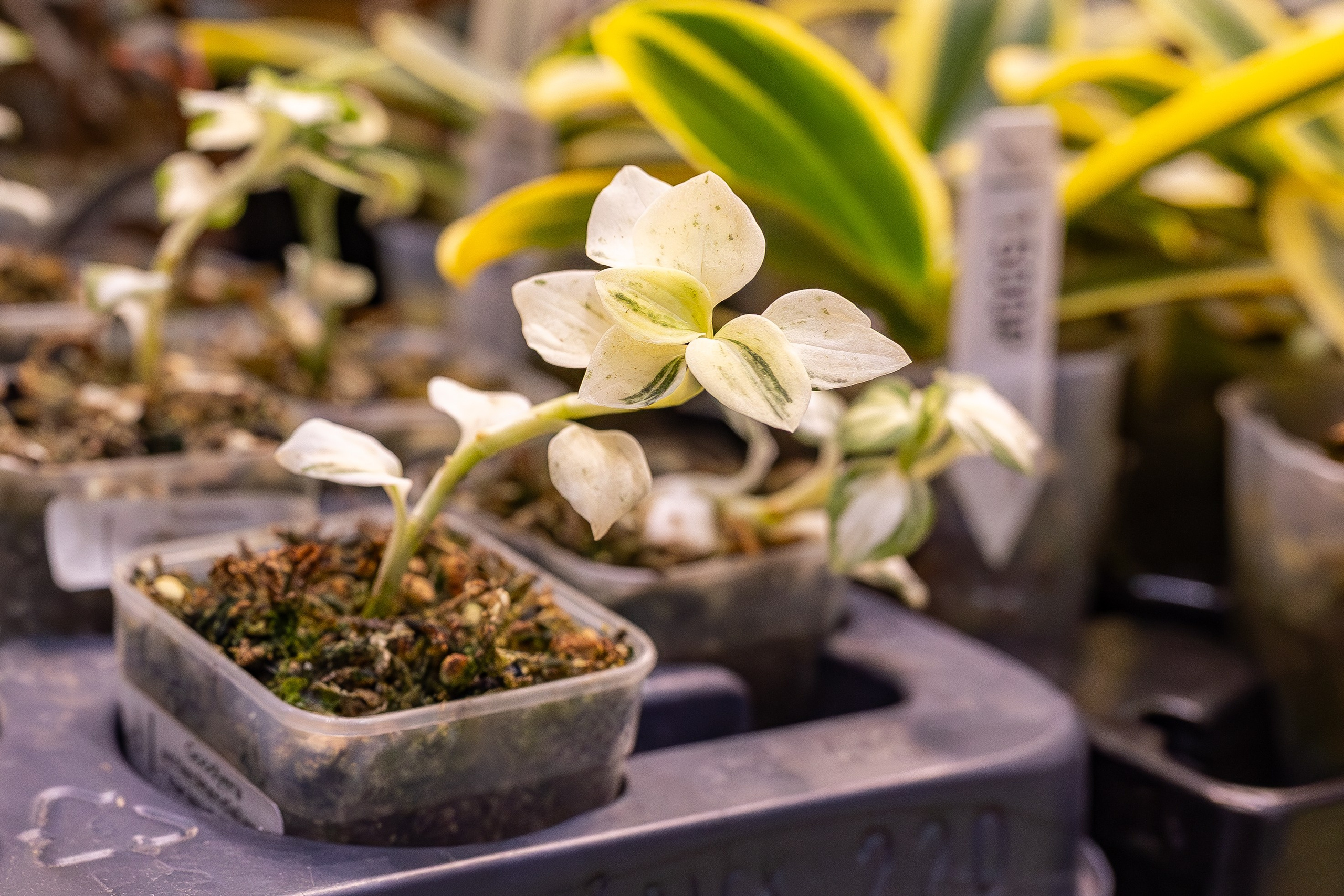 Орхидиум сентябрь 2025. Александра Куликова фотограф, Москва