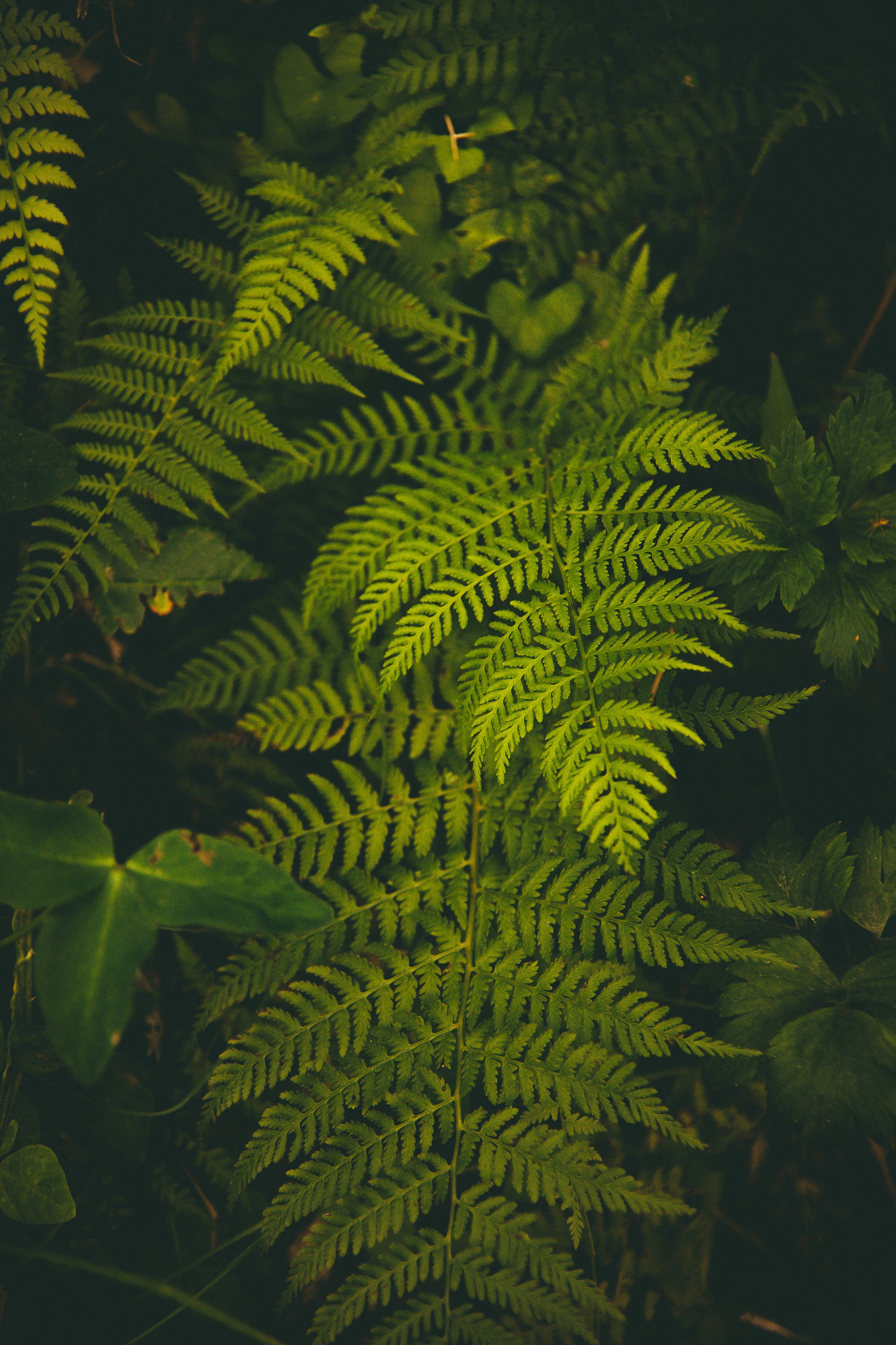 Природа. Darinishna Фэнтези-фотограф Хабаровск