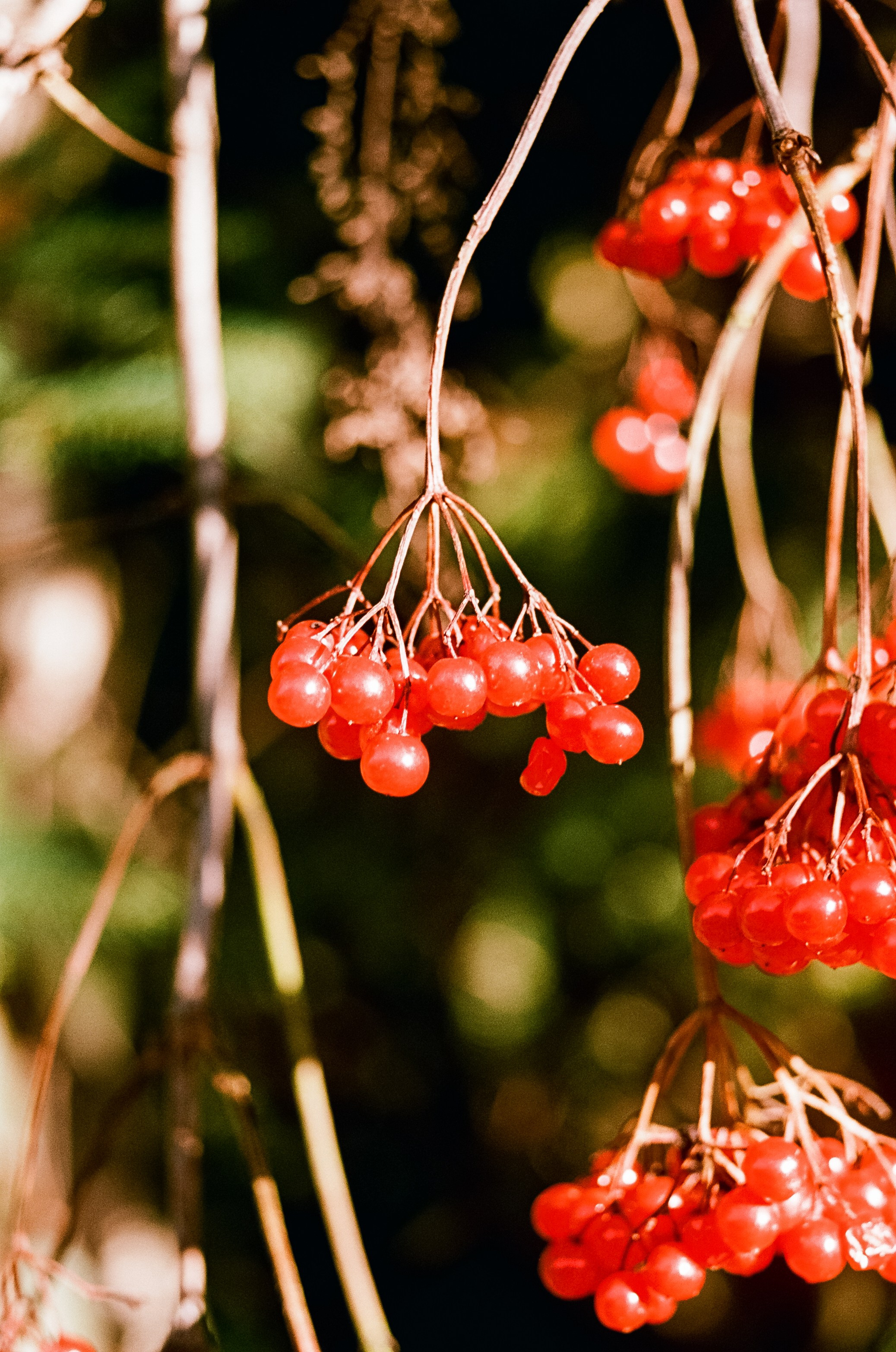 Nikon F100 — Mamiya (645) Sekor C 45 mm f2.8 и Macro 80 mm f/4