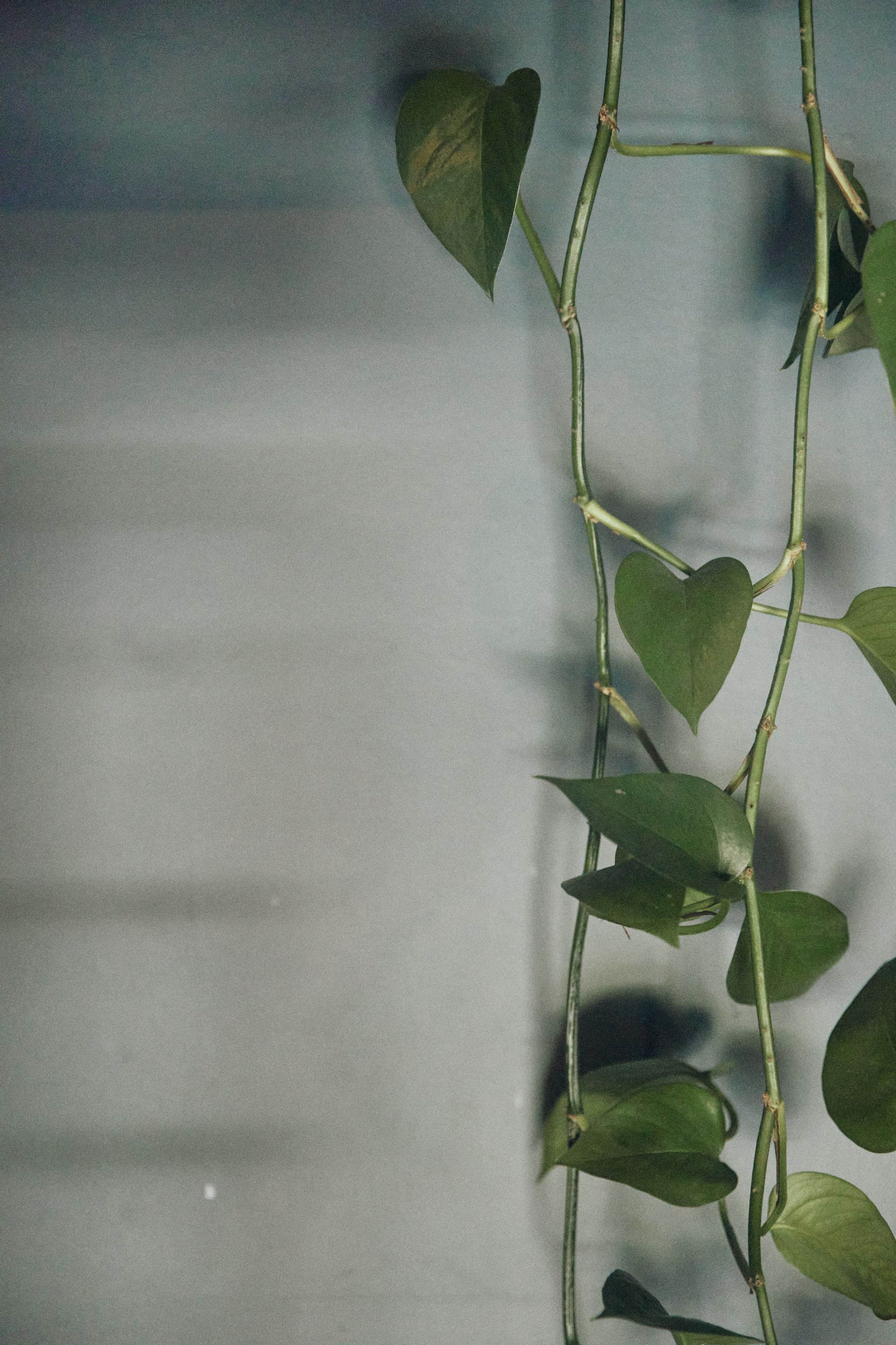 THE GRAND BUDAPEST. Дмитрий Мазуркевич: Профессиональный Репортажный Фотограф