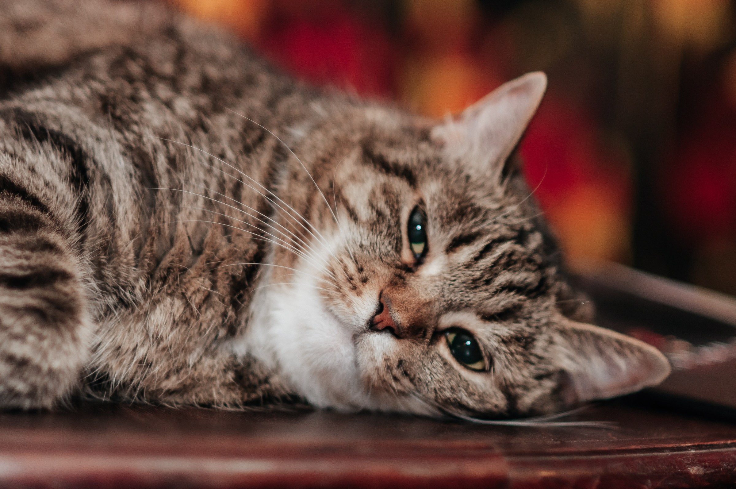 Репортажи с квизов. Ярослав Плетинский фотограф в Санкт-Петербурге