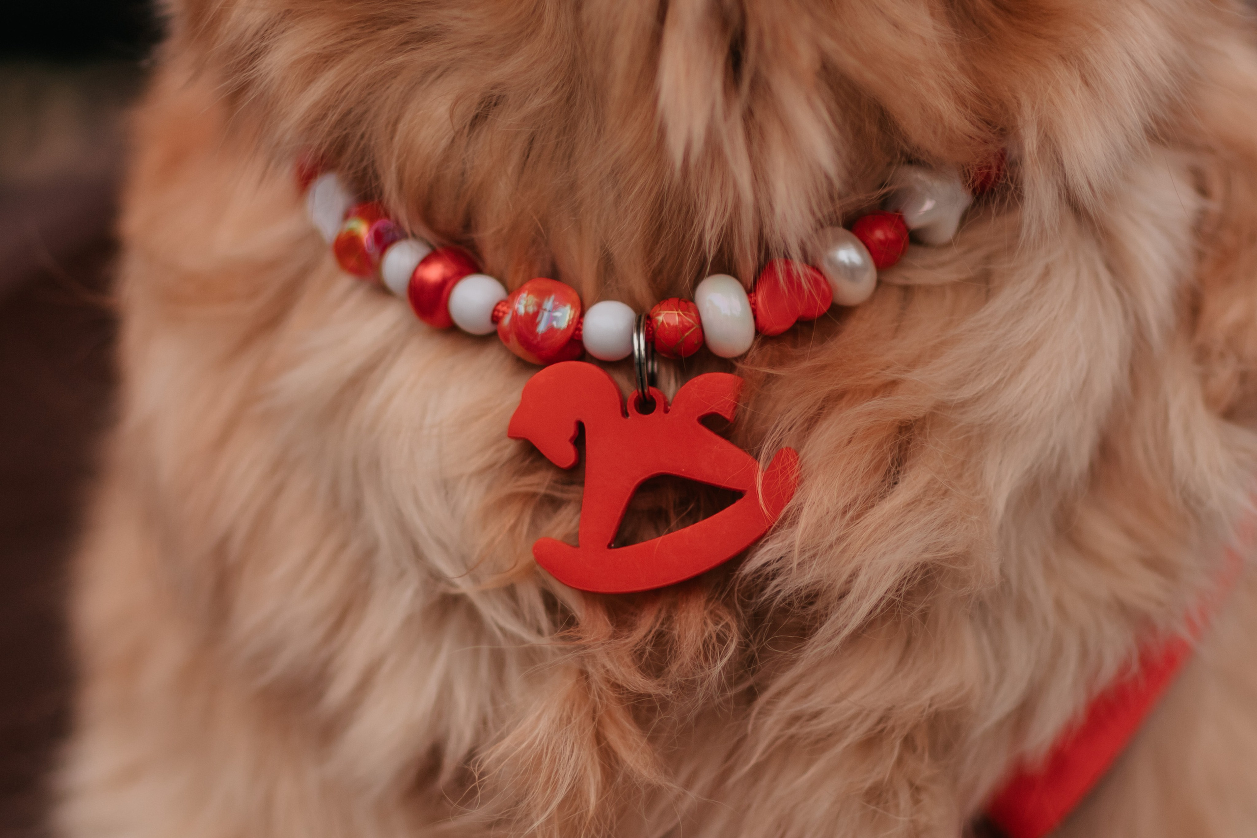 Бетти, Катя и Лёша. Новогодняя история. Семейный фотограф анималист Мария Крючкова