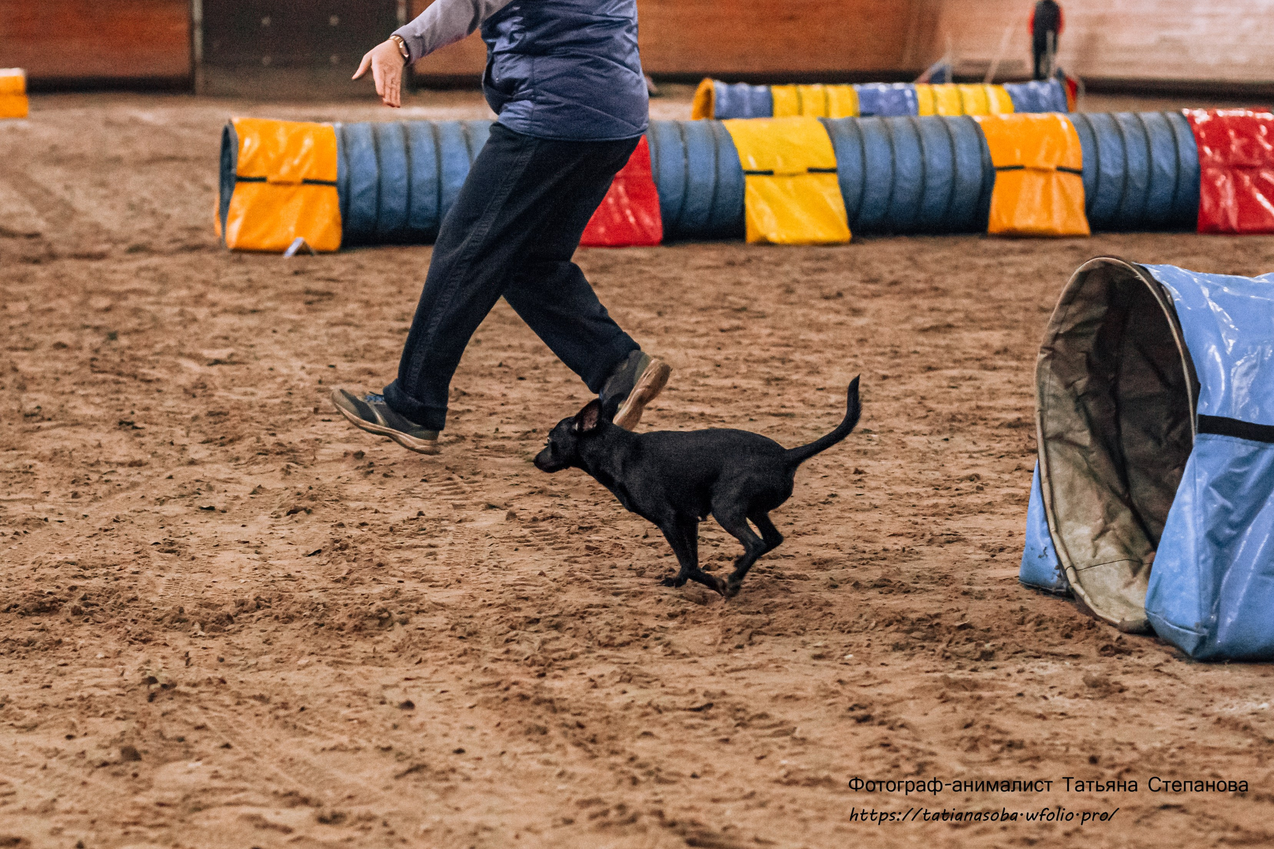 Соревнования по Аджилити 25.02.2024. Фотограф-анималист Татьяна Степанова