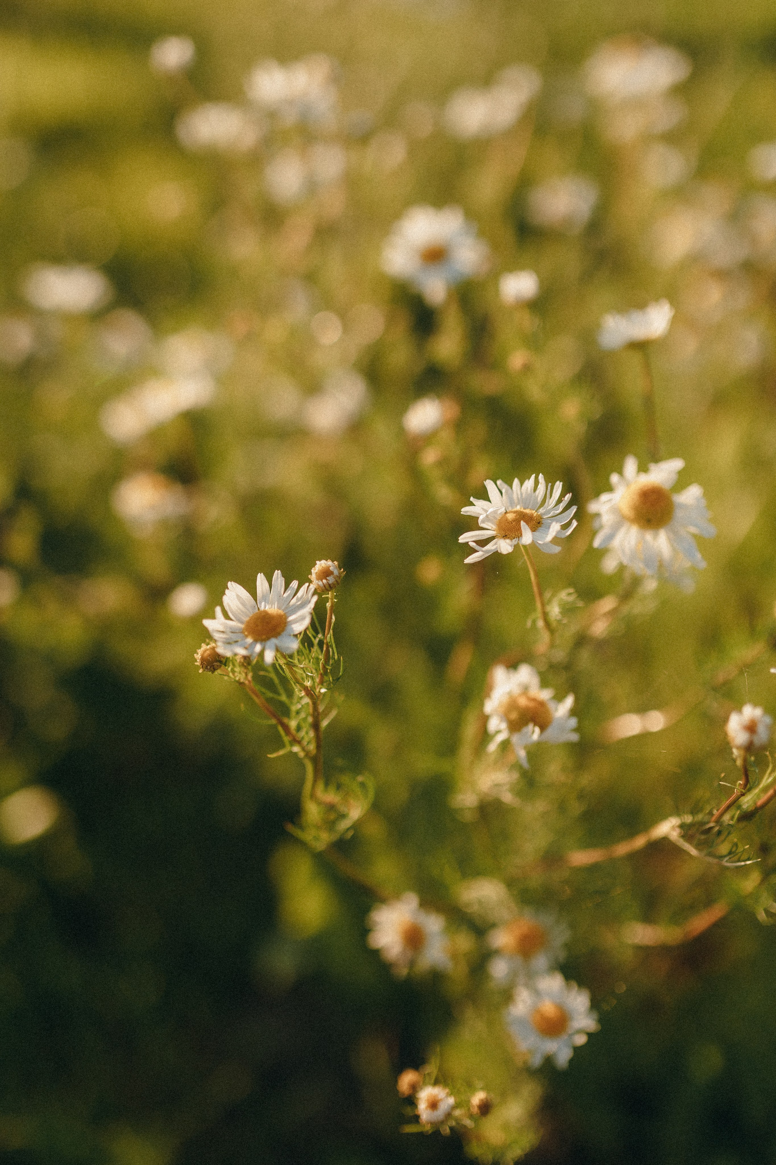 Оля и Тёма. Семейный фотограф Земскова Евгения